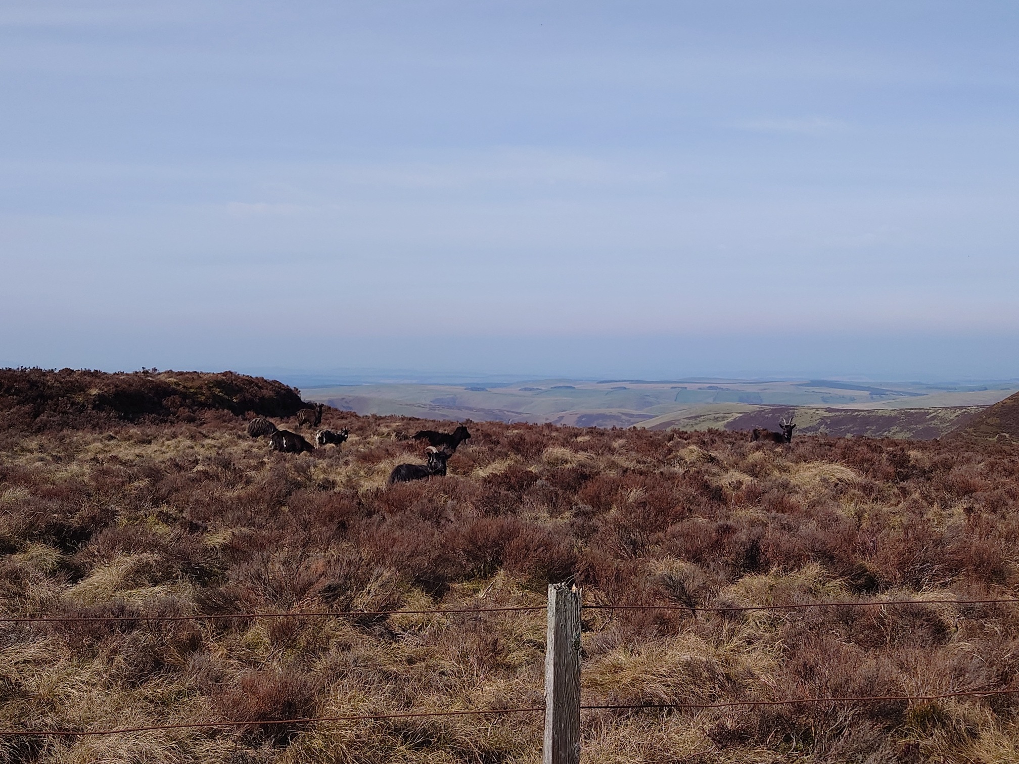 standing in tussocks of grass and heather on the Scottish side of the border fence, six shaggy brown goats are grazing. A few raise their heads to look at me, and they have long curved horns.