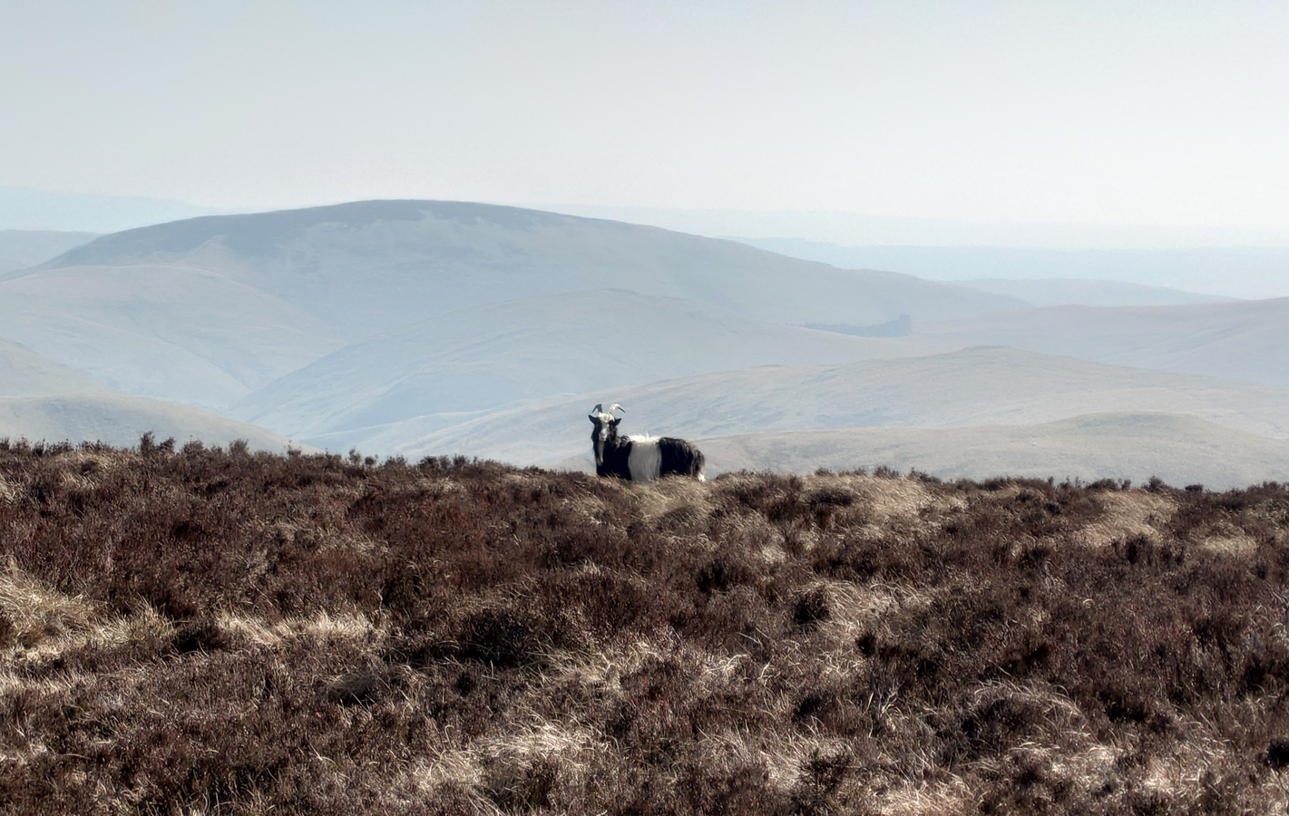 With dramatic hills behind, hazy in the sunshine, a brown and white goat with curved horns stands in the heather and looks straight at me 