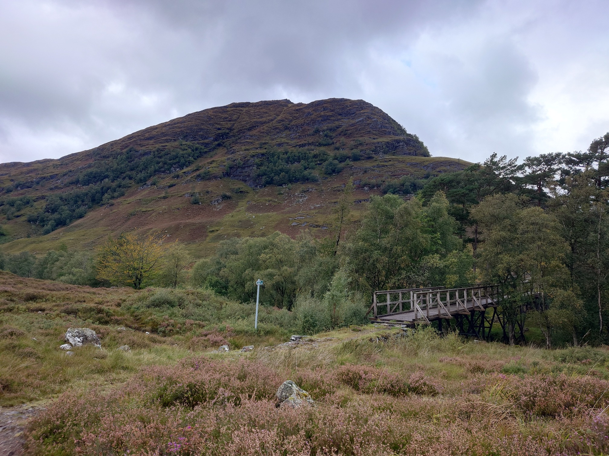 A footbridge carried the path out of the trees and through the heather. A Scotways directional sign, green with white text, on a metal pole and of course a hill brown with heather rising above.