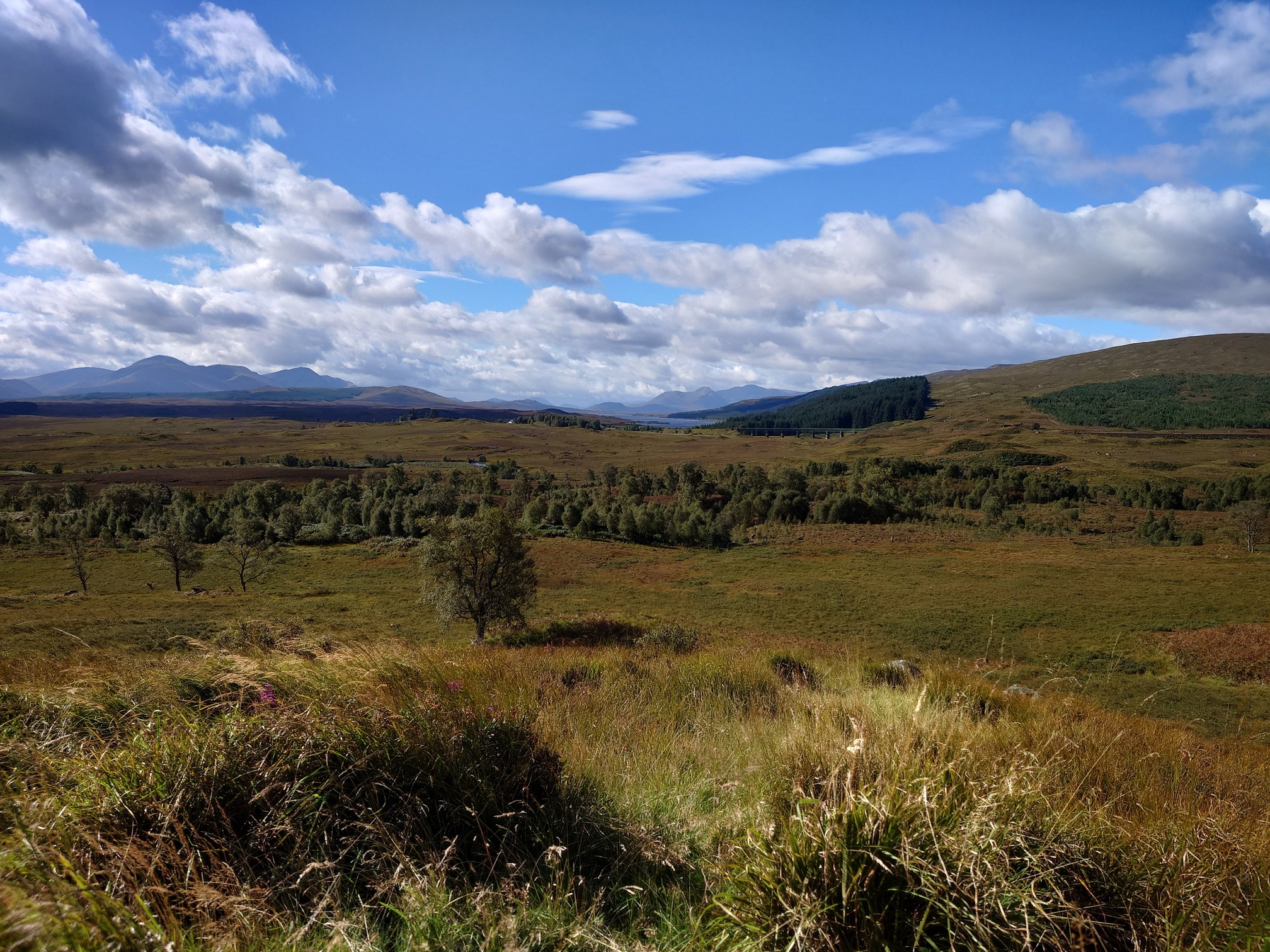 A grand view over grassy morrland, down to a clump of woodland, then behind this more grass and heather. You can just make out a viaduct, taking the train line out of Rannoch station, and the edge of Loch Ladon can just be seen. On the horizon, of course, more mountains, and the sun is out and it's all lovely. 