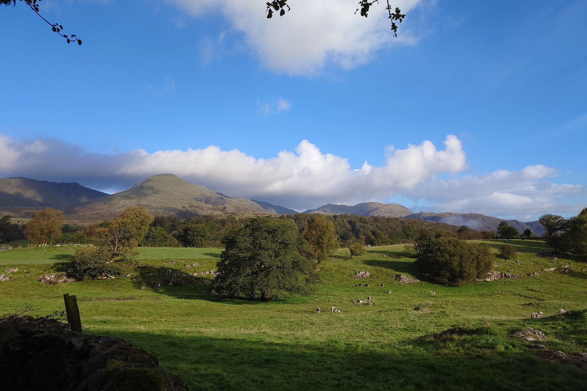 Lakeland hills, all knobbly and grassy, rise up behind a grassy field sprinkled with mature broadleaf trees. There are rocks and sheep in the field. The sky is blue with fluffy clouds