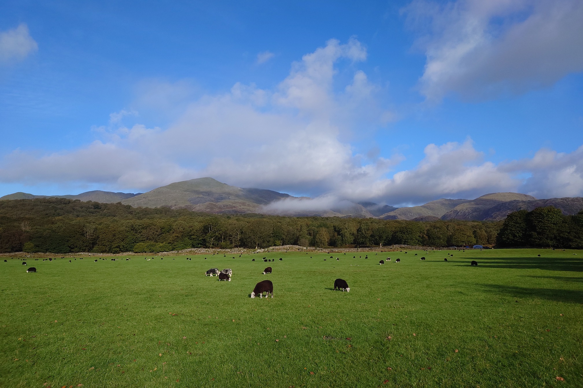 More knobbly hills rising over a large grassy field bordered by broadleaf woodland. The sheep are all black with white faces