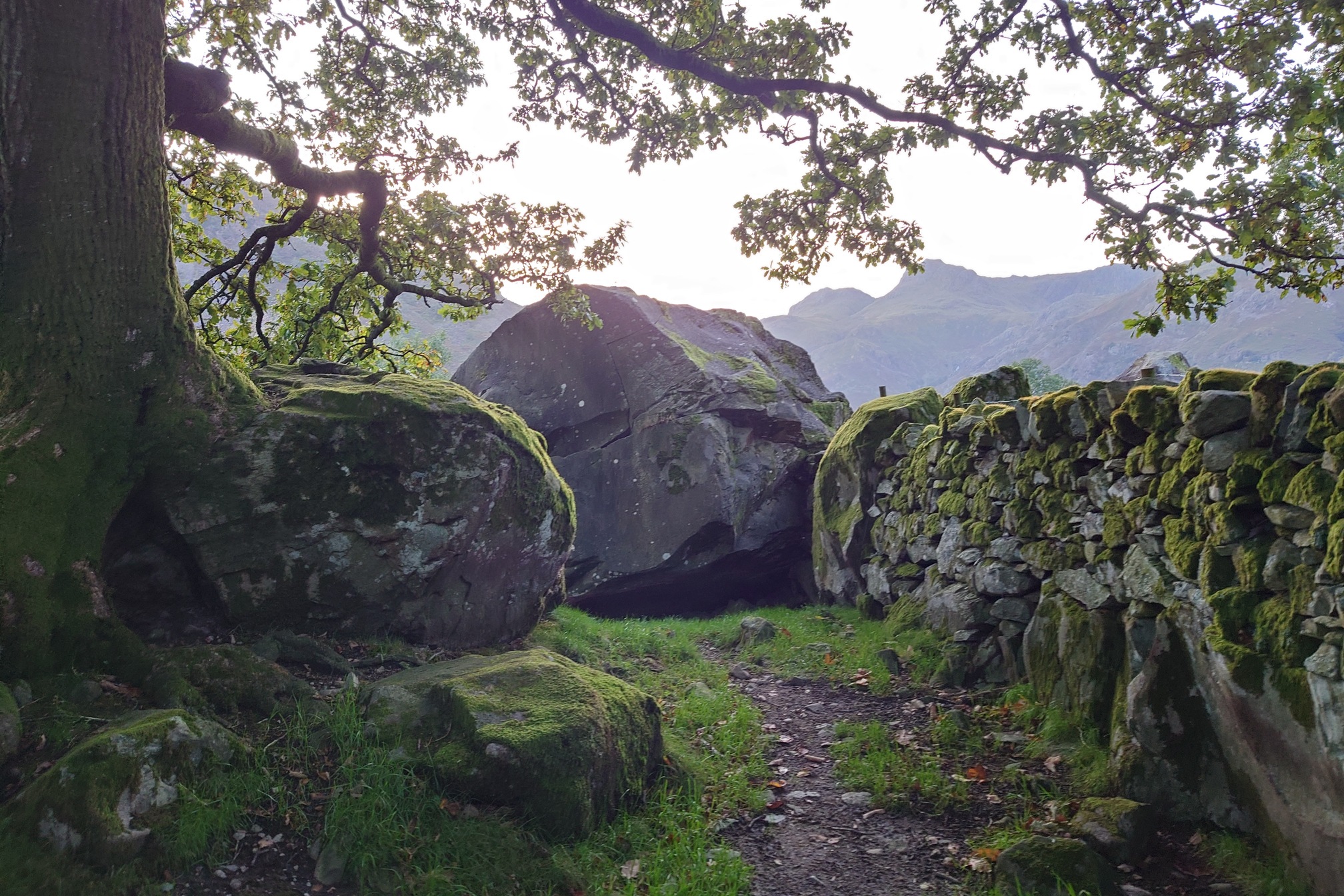 in the dusk light, a few large boulders stand behind an old oak tree and next to an ancient, moss covered wall