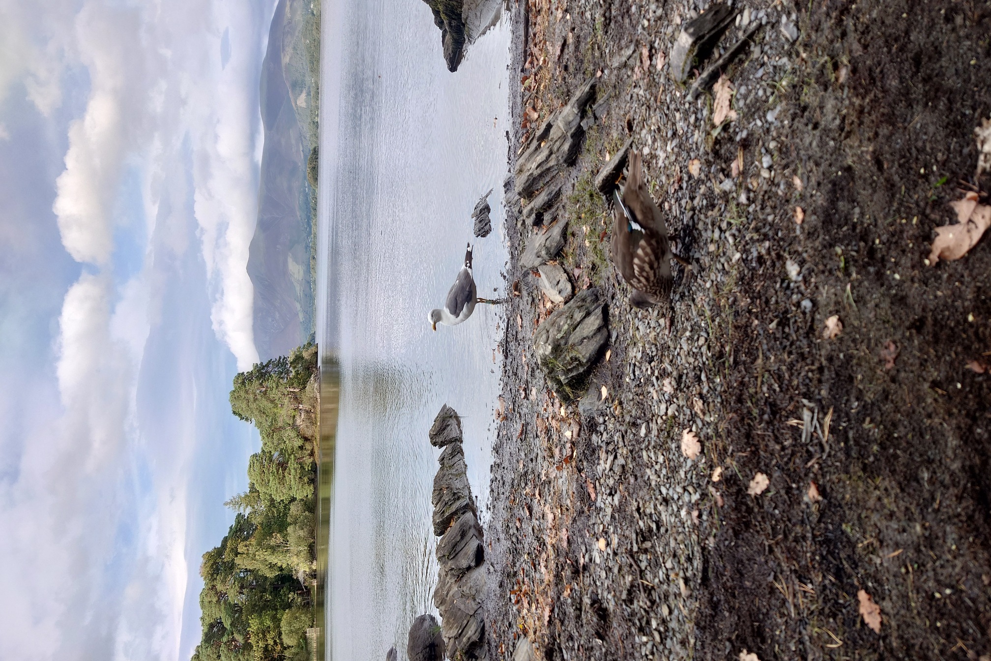 A gull, white body and grey wings, stands on the rocky lake shore with trees and hills in the distance. A mandarin duck is pecking about at the gravel too.