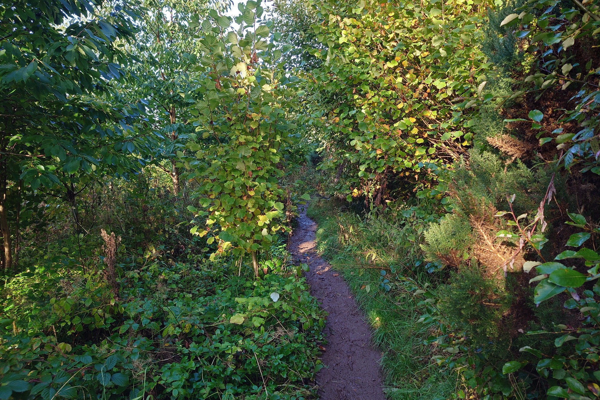 A narrow, muddy path through woodland