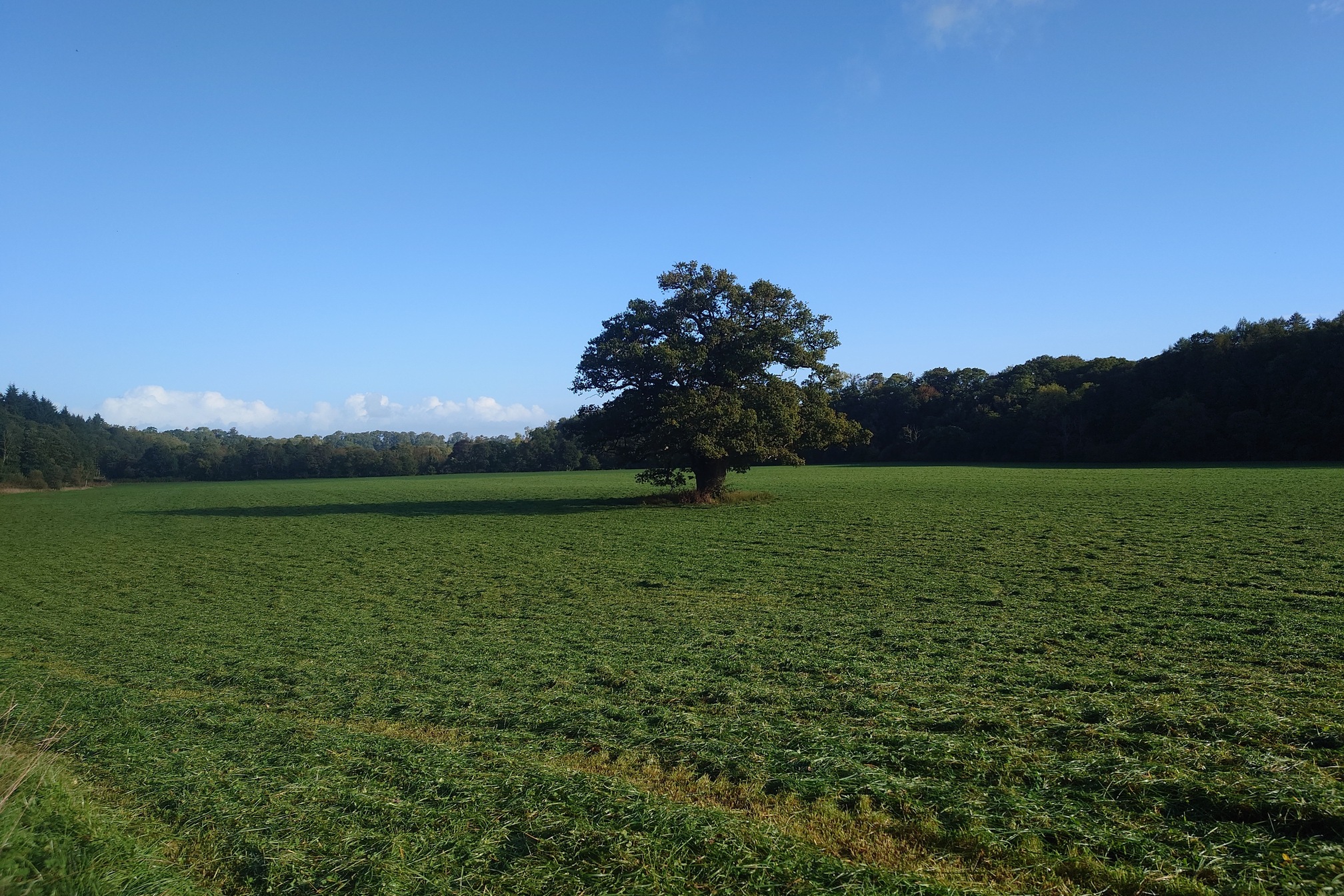 A huge arable field with a single oak tree in the middle