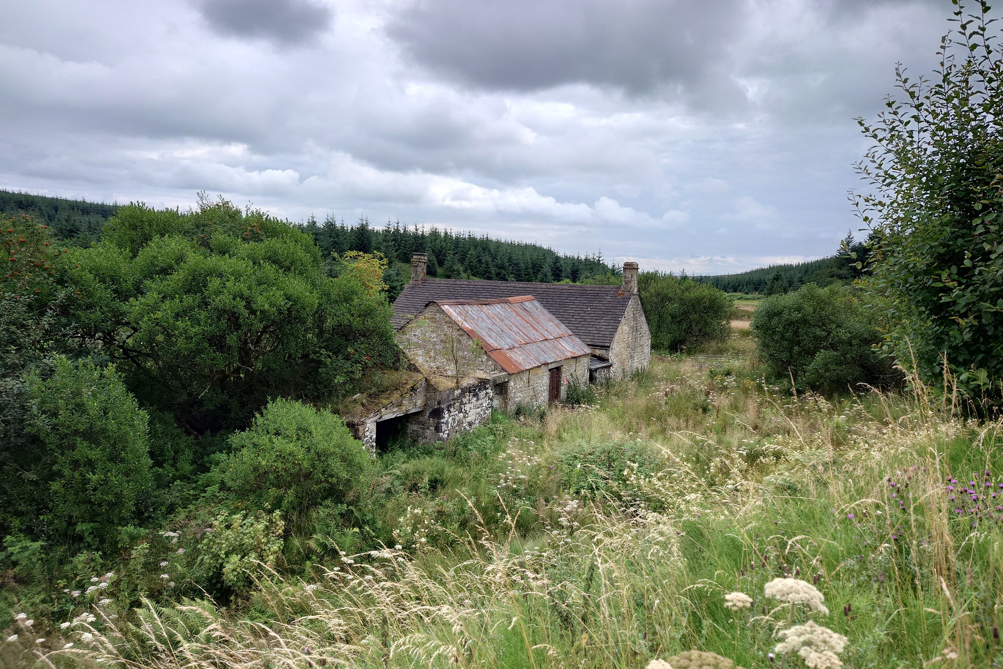 old farm buildings huddle together, surrounded by shrubbery and thick grass, all hemmed in by the forest 