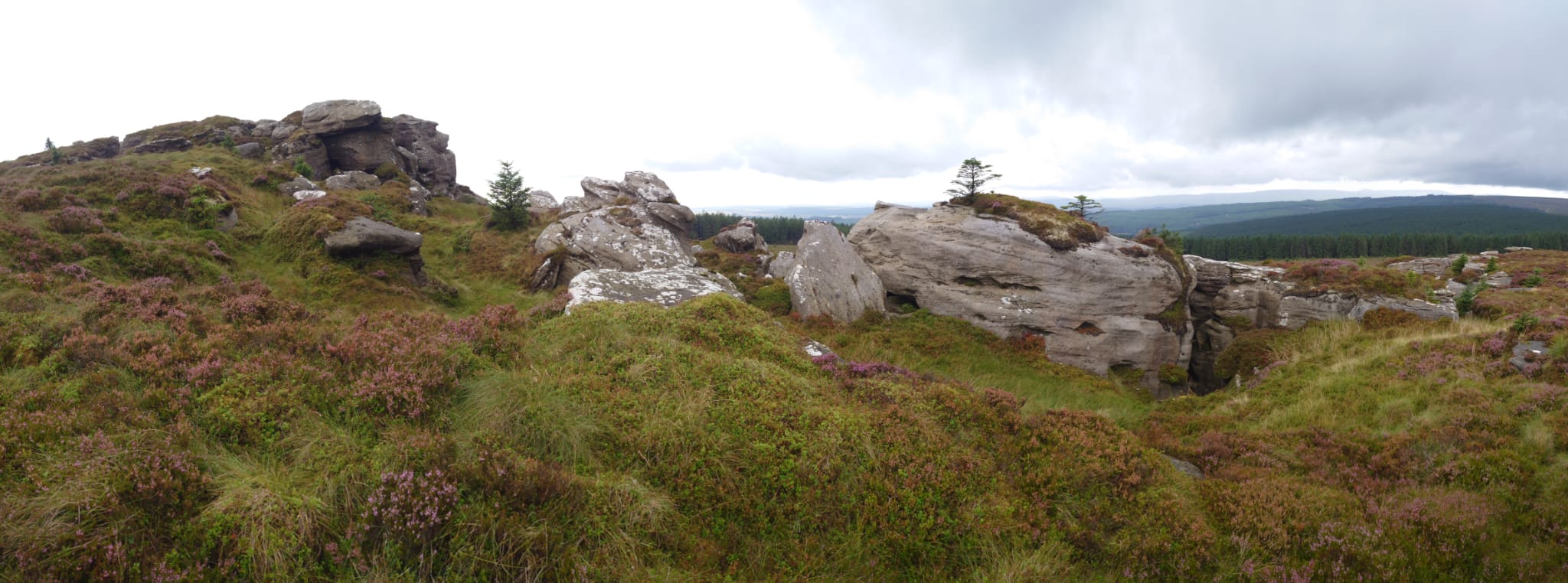 outcrops of rounded grey rocks puncture the heather and grass. There's patches of heather on top of the rocks and the odd tree. The forest blankets the land beyond.