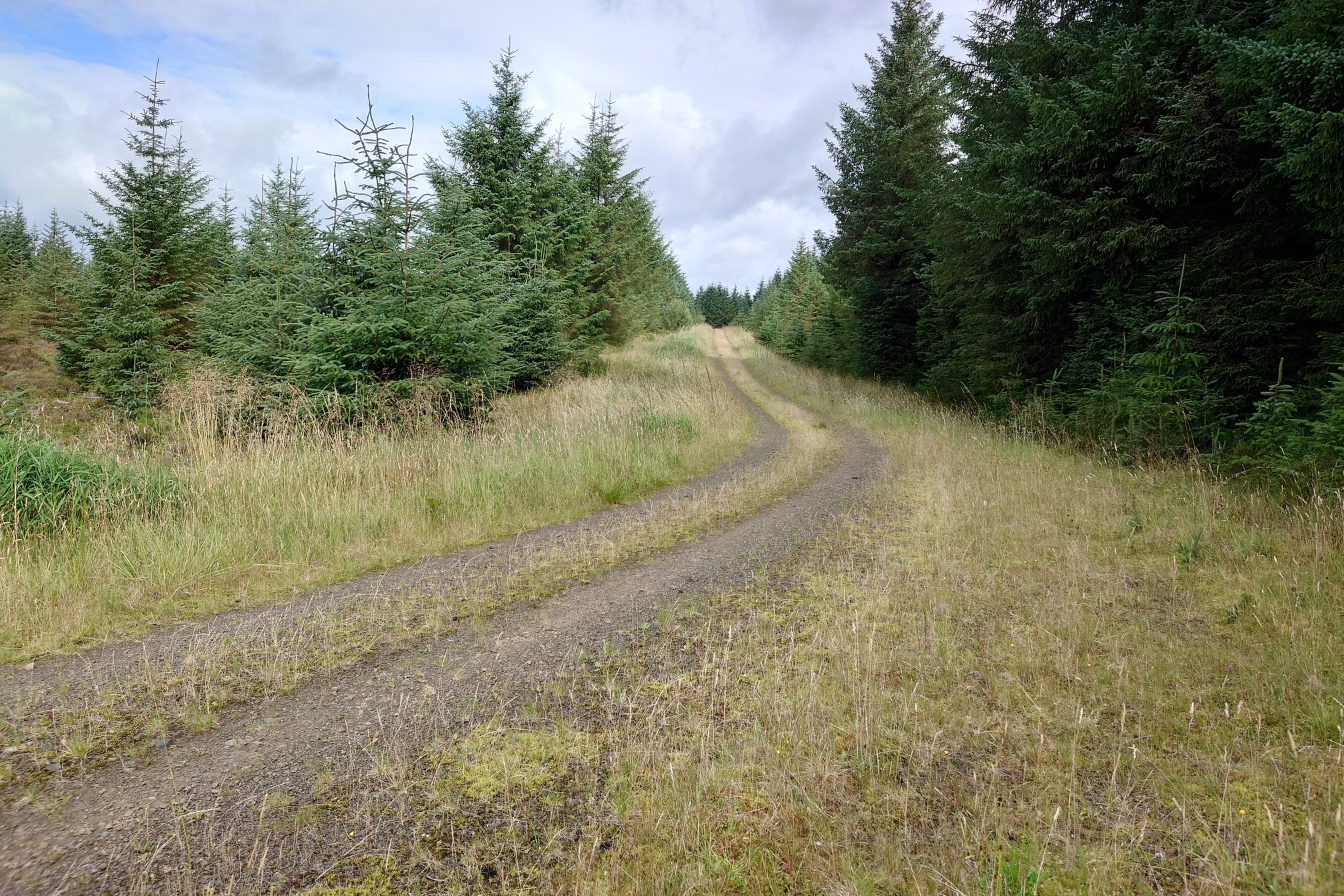 A forest track curves gently through the dense plantation, borded by green grass