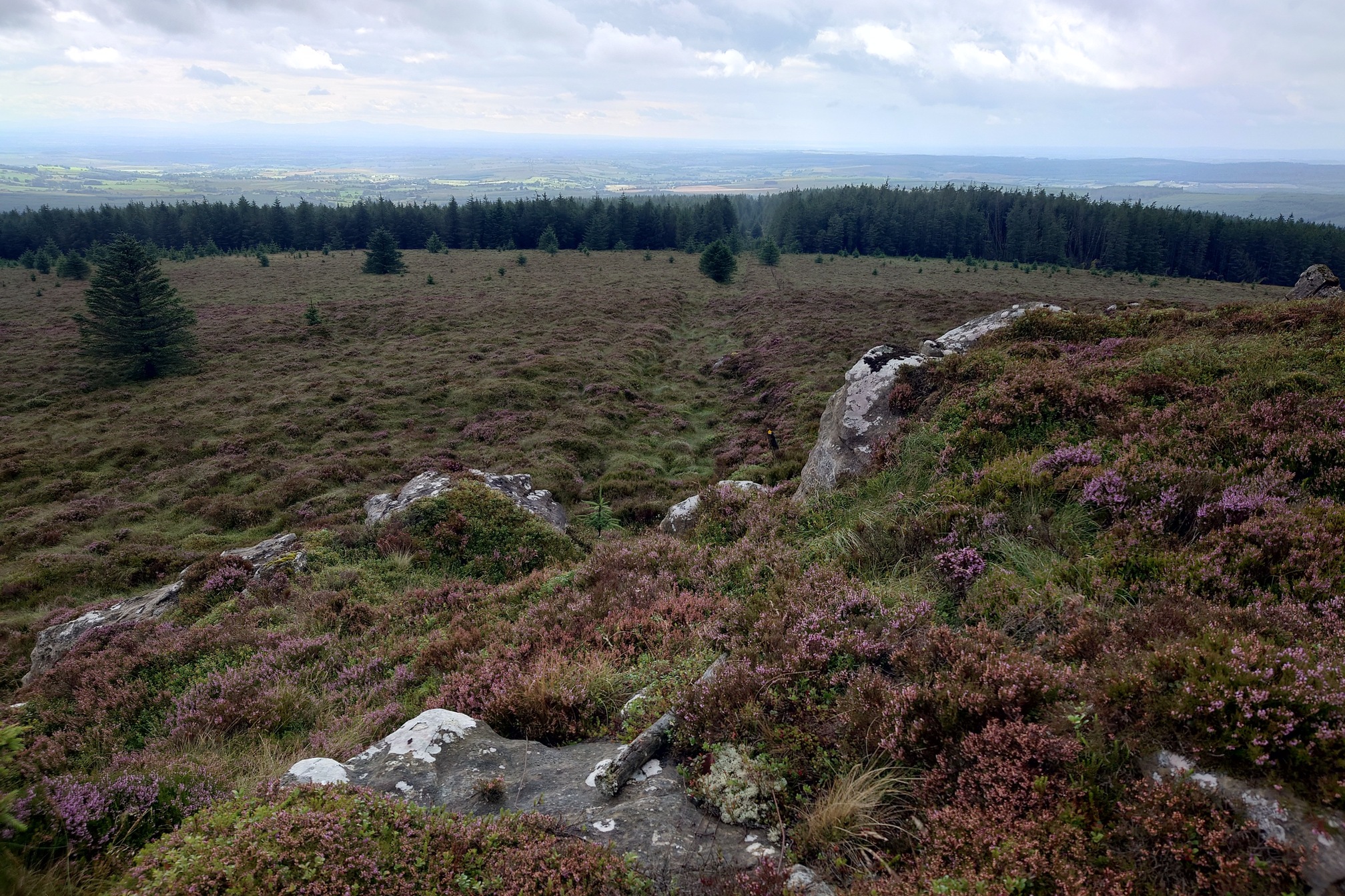 Standing on the crags, the land drops down from the rocky ground in front of me, to an open area dotted with a few trees and all coated with purple flowering heather. A clear ditch in the ground runs ahead for a few hundred metres until it reaches the forest, where it continues.