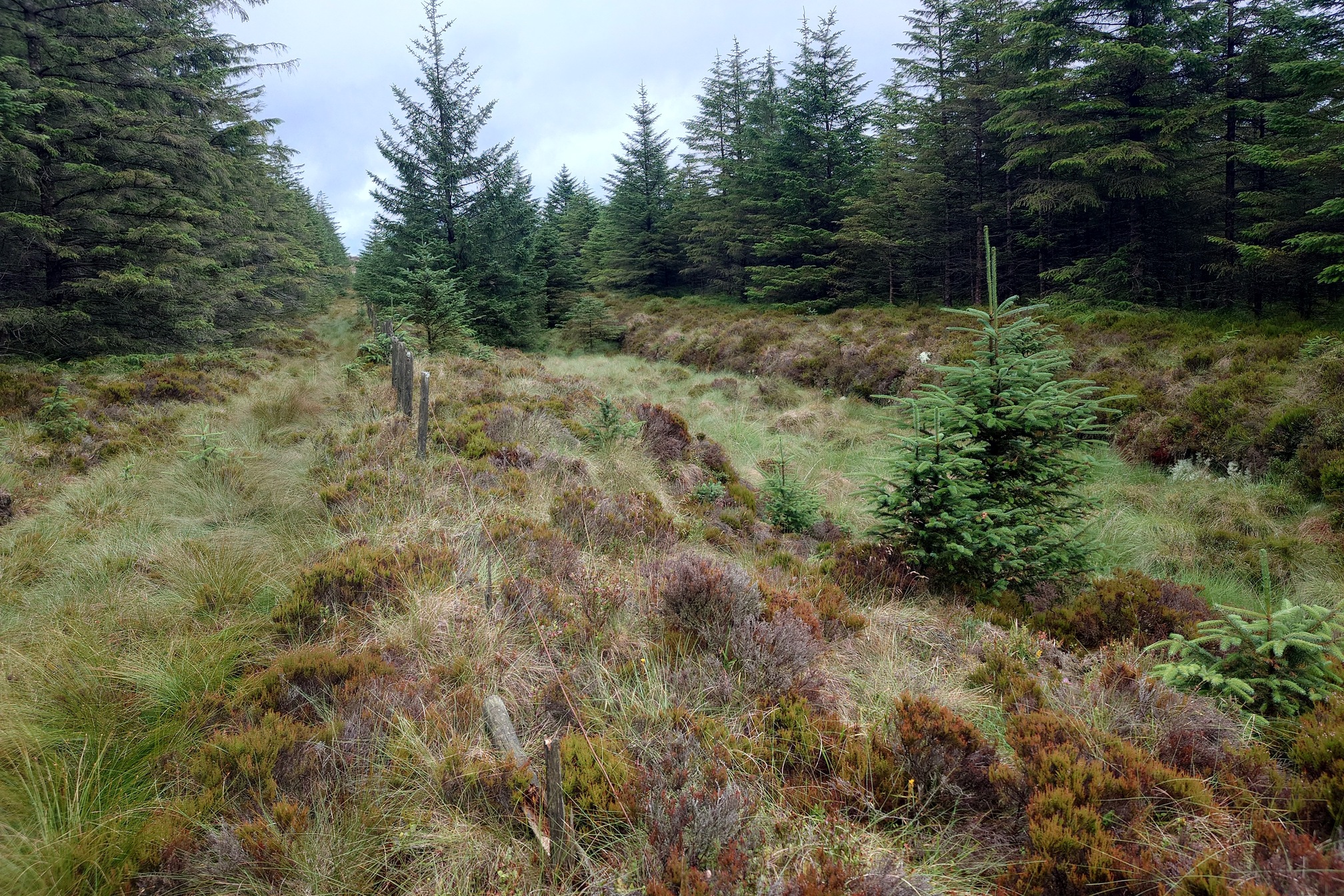 The Fosse in the forest. We are surrounded by trees, and I am standing on one side of an old wire fence, beyond is the ditch of the fosse, filled in with grass whil the banks and ground either side are thick with heather.