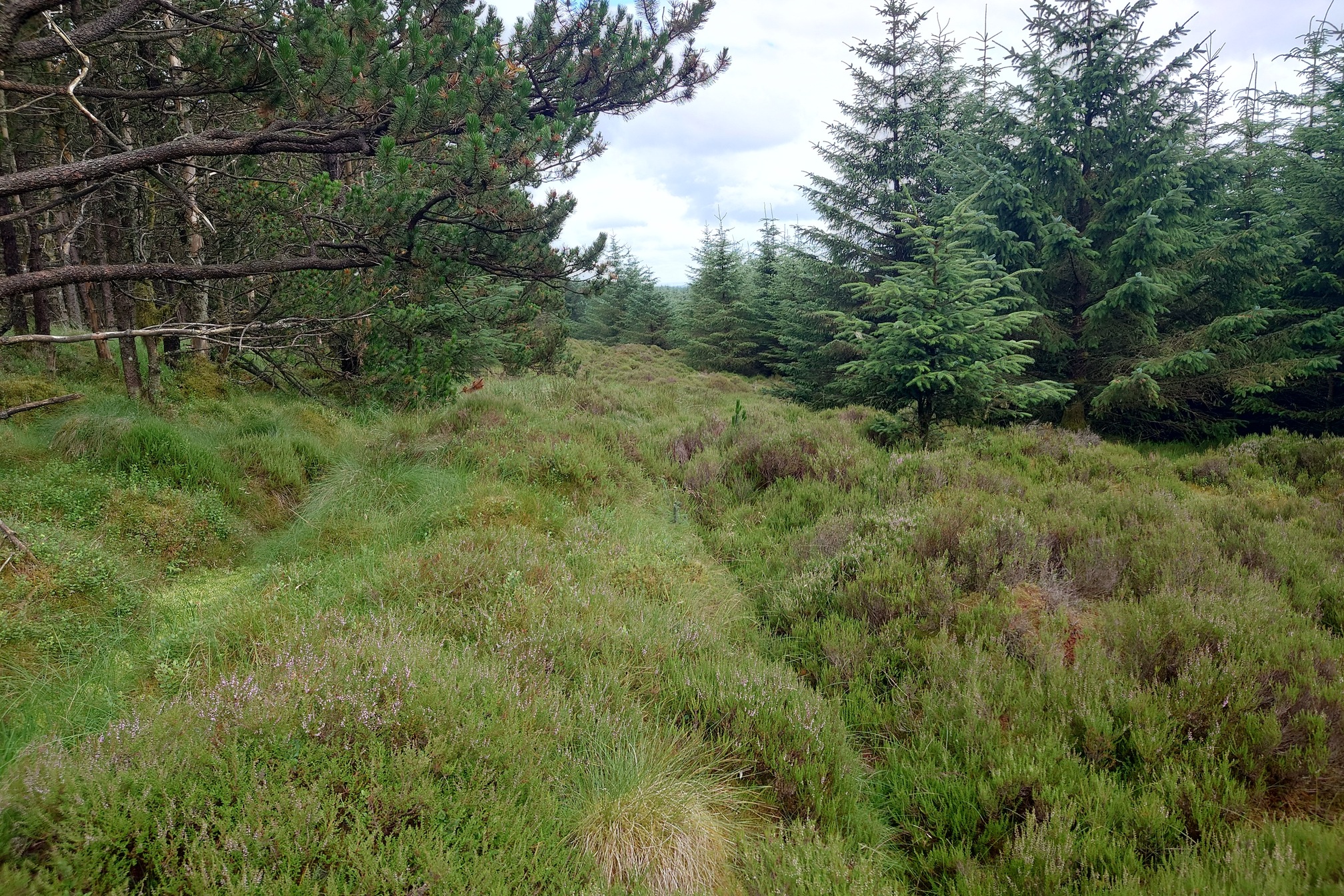 Leaving the tracks, the going is a lot rougher. Deep grass and heather over uneven ground, with mature Scots Pine to the left and younger sitka to the right