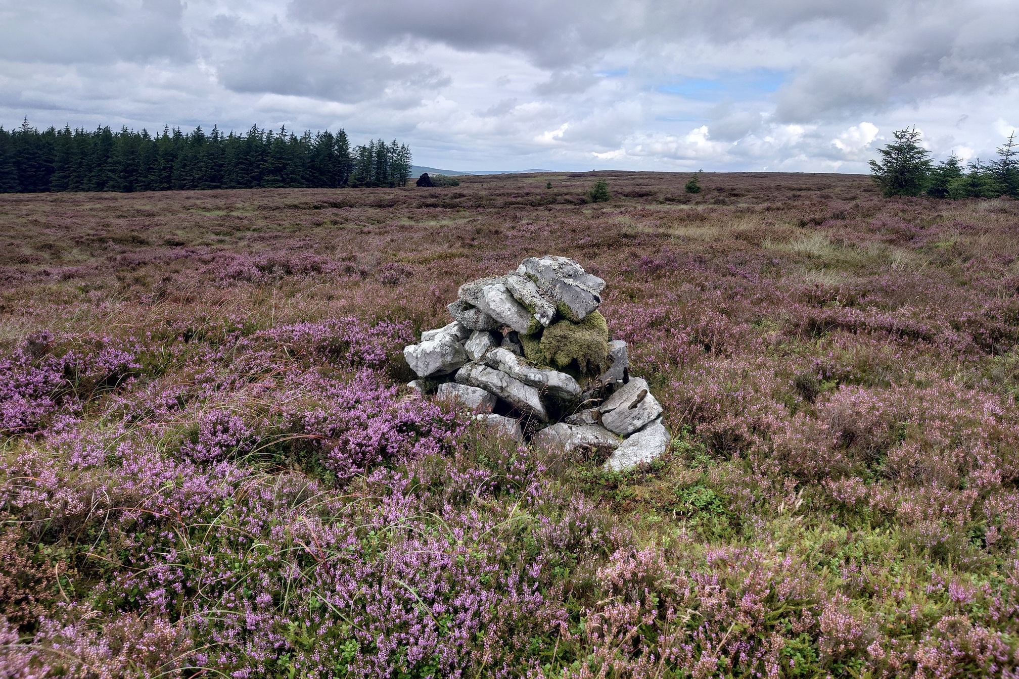 A small pile of lichen-covered stones sit in purple flowering heather