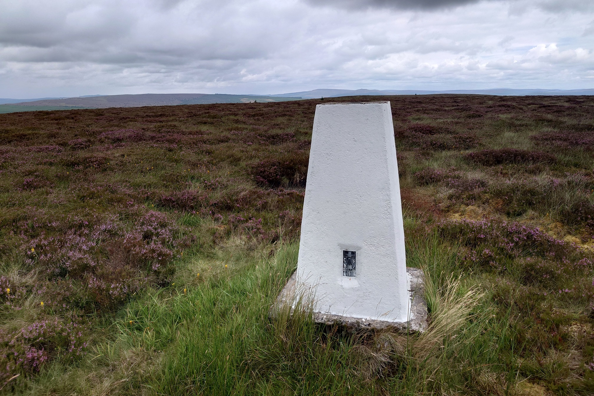 A brightly painted white trig point stands in a little patch of grass in the middle of a sea of purple flowering heather