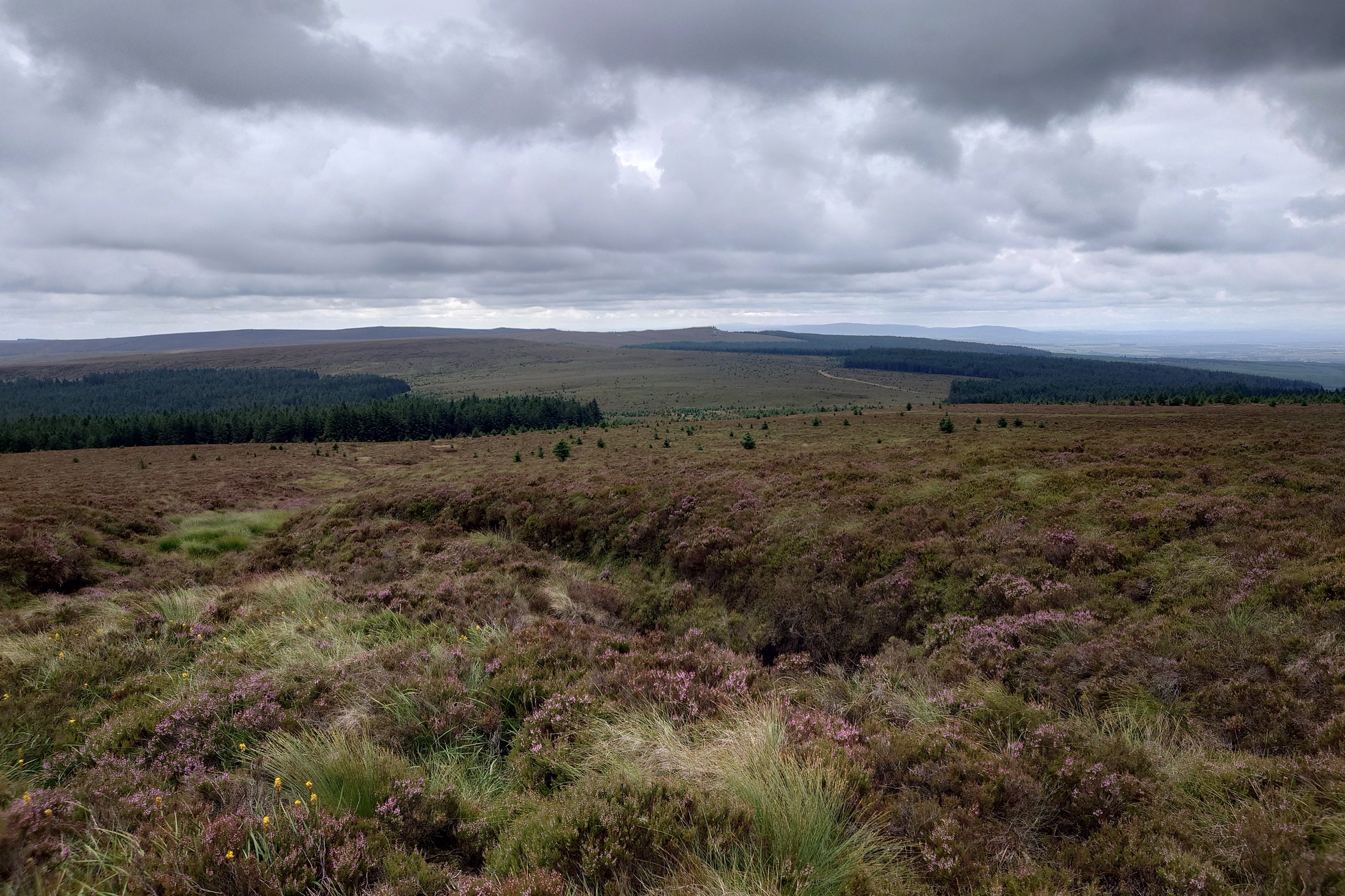 Thick heather rolls away far into the distance. A lump on the distant horizon is Christianbury Crags. It all looks very far away