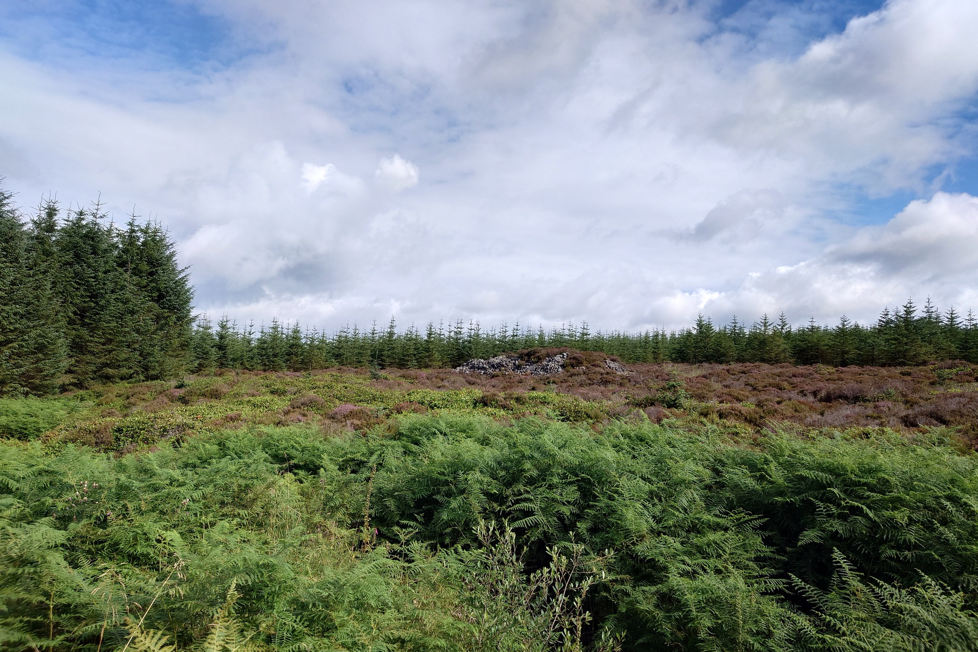 Viewed over thick bracken and heather, in a clearing in dense plantation forestry, a pile of stones covered with more heather under a blue sky with white clouds