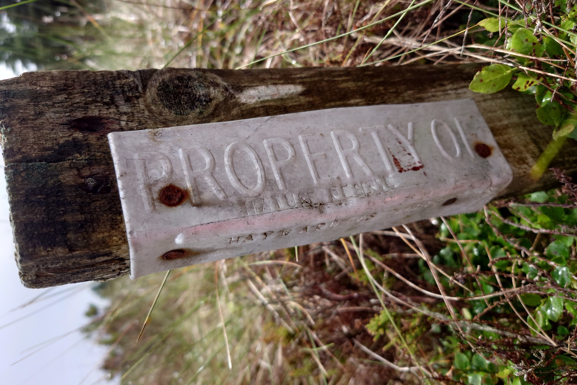 On a rotten square stake, a piece of metal has been nailed on round two sides. On this side, it says HAYWARD-AS 02845232N6