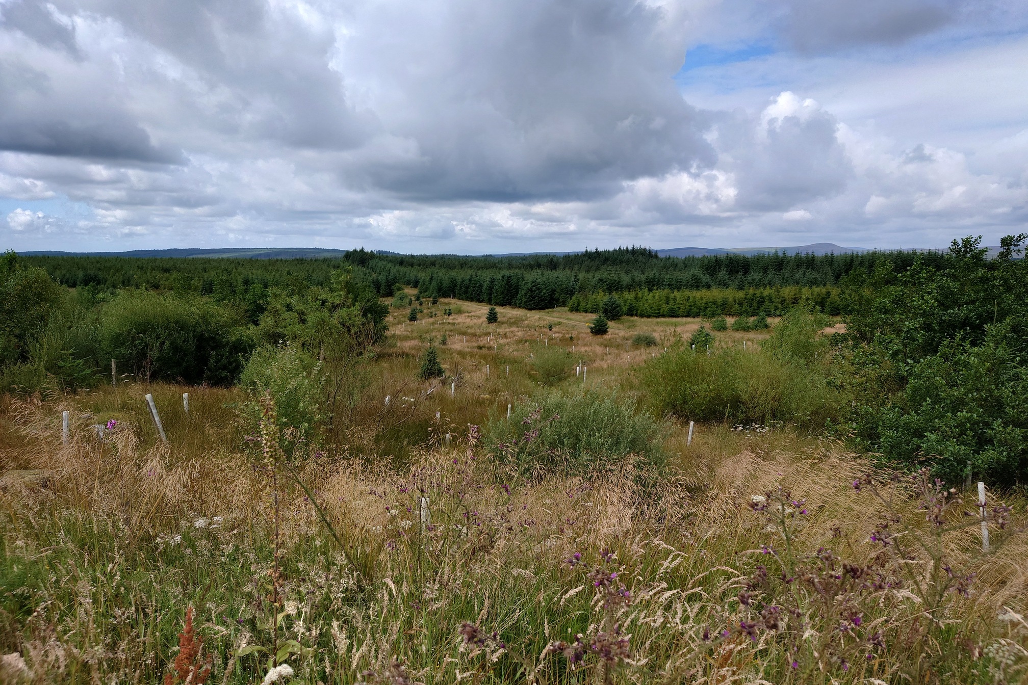 A view through some open grassy areas in the forest