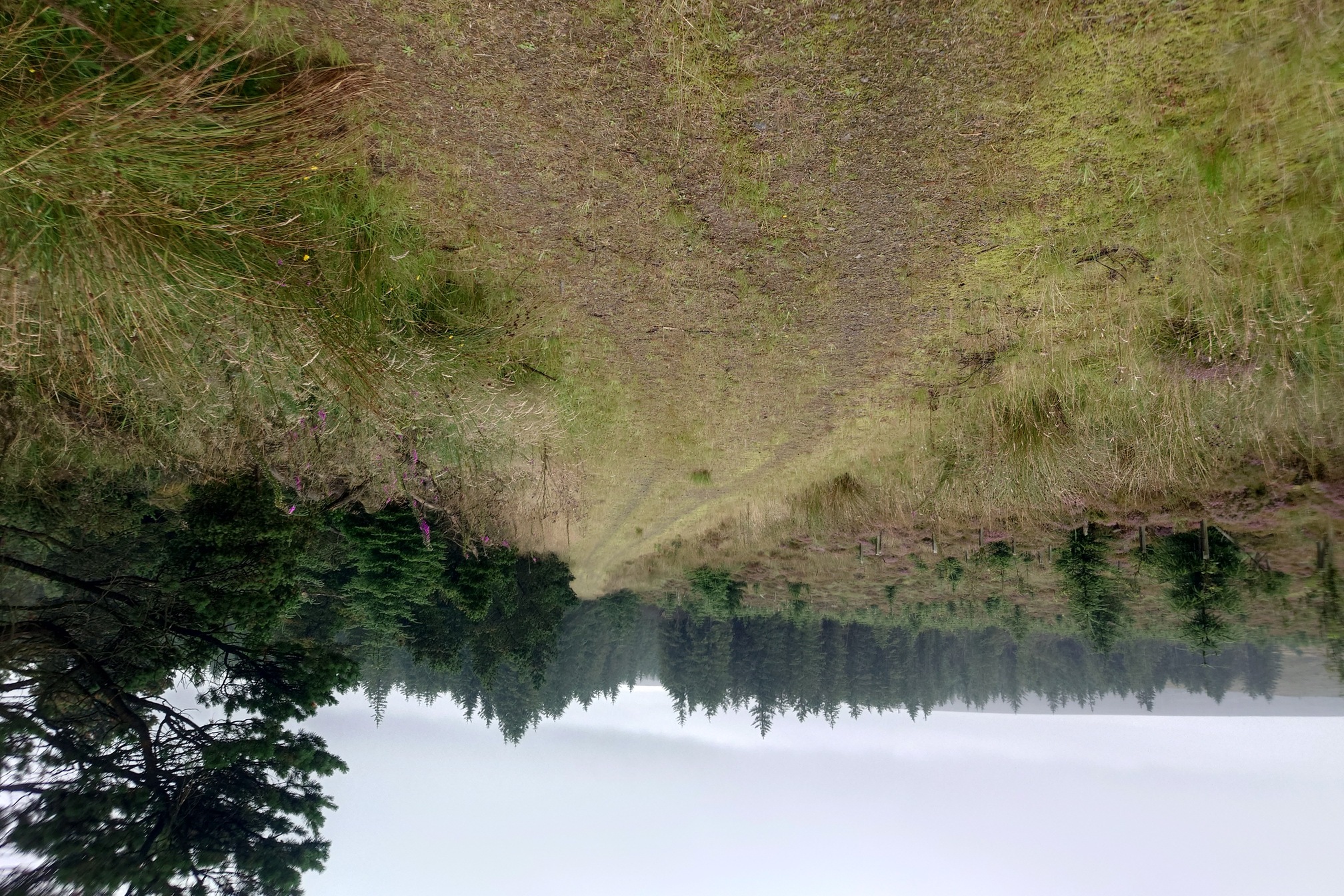 More forestry track. A dirt track, but solid enough to support timber extraction vehicles, with grass up the centre and either side, it winds through plantation forestry of sitka spruce