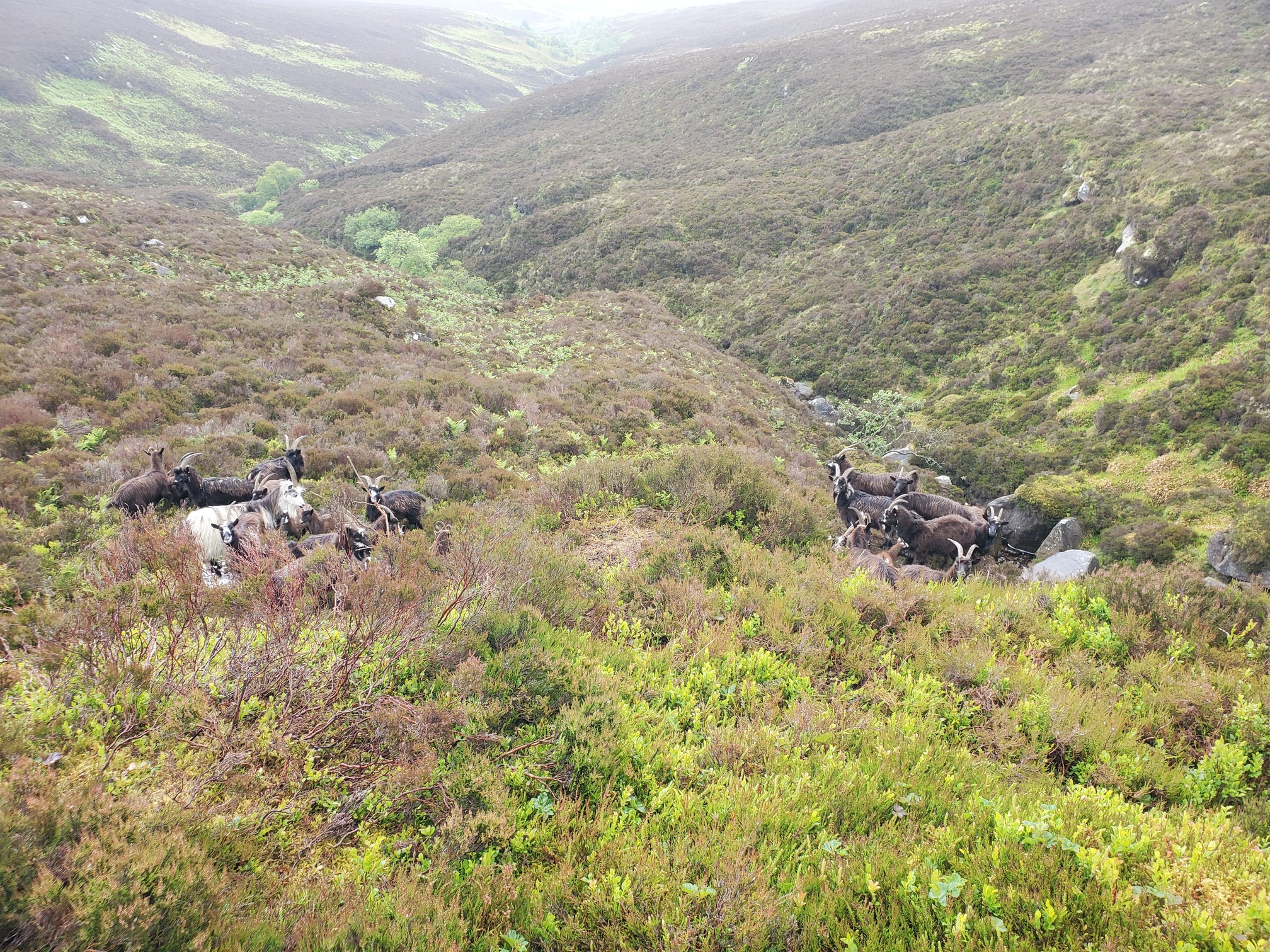 Looking from the sandstone blocks down the Kielderstone Cleugh, a densely vegetated and narrow stream valley. Around 20 goats are in two clusters lookign up at me. They are mostly brown, with various white patches, and most have long curved horns