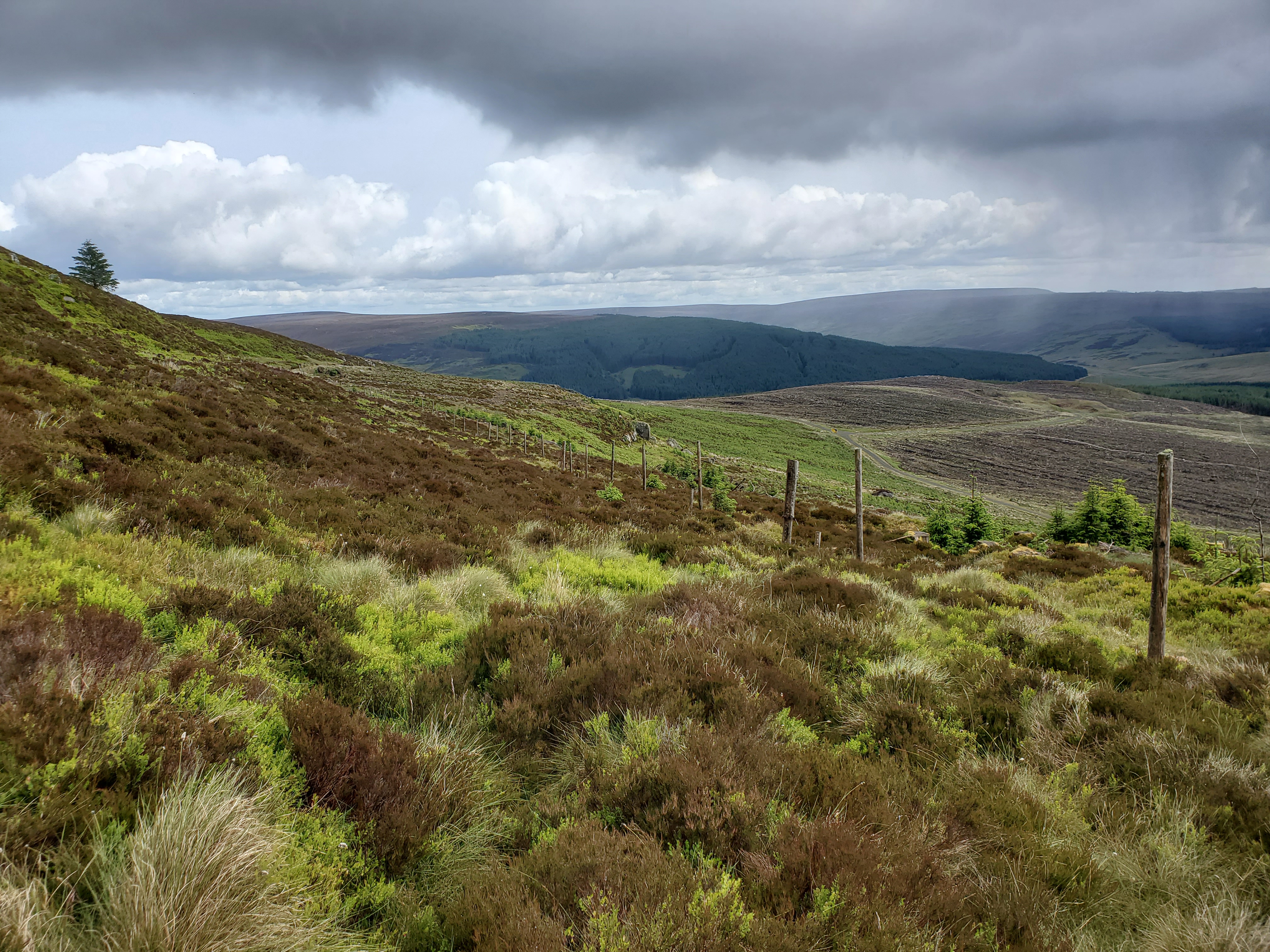 A view down a slope of heather and grasses. Fence posts run in a line from the right hand side opf the image, to the distance, gradually descending, and hills in the distance are covered in platnation forestry. Forest tracks lead through clearfell behind the fence, and a rock outcrop can be made out.