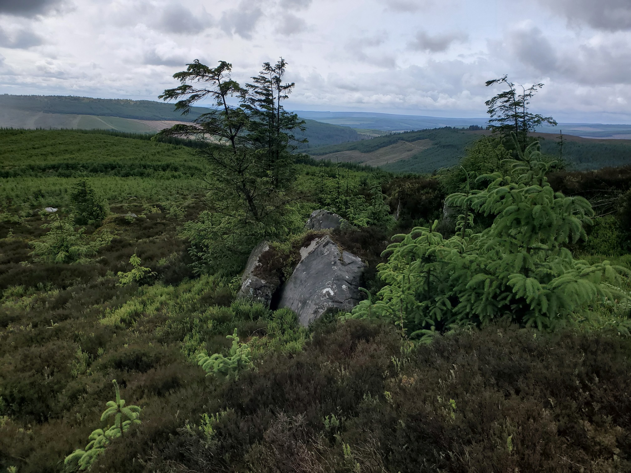 Surrounded by heather and very young sitka spruce saplings, some sandstone boulders lie in the heather.
