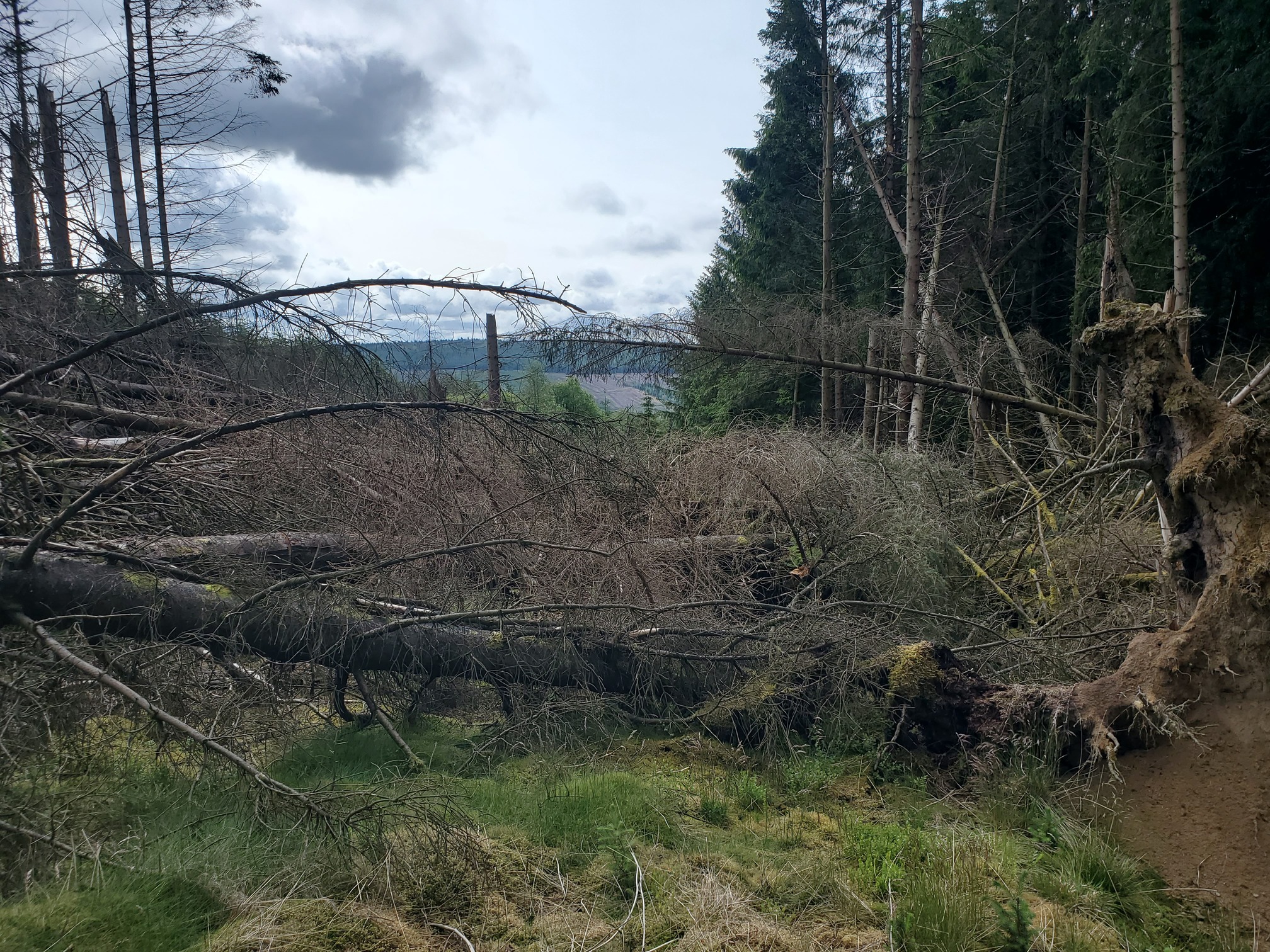 A view from a forest ride. The way is blocked by huge, dead, fallen sitka trees.