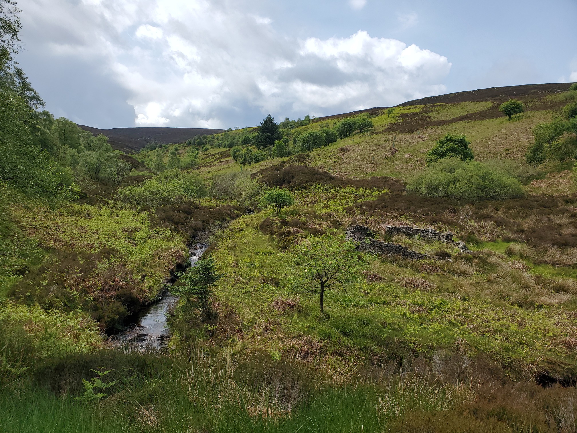 Further down the valley, more small broadleaf trees. On one side of the burn a very old circular stone structure, a sheep stell or bield.