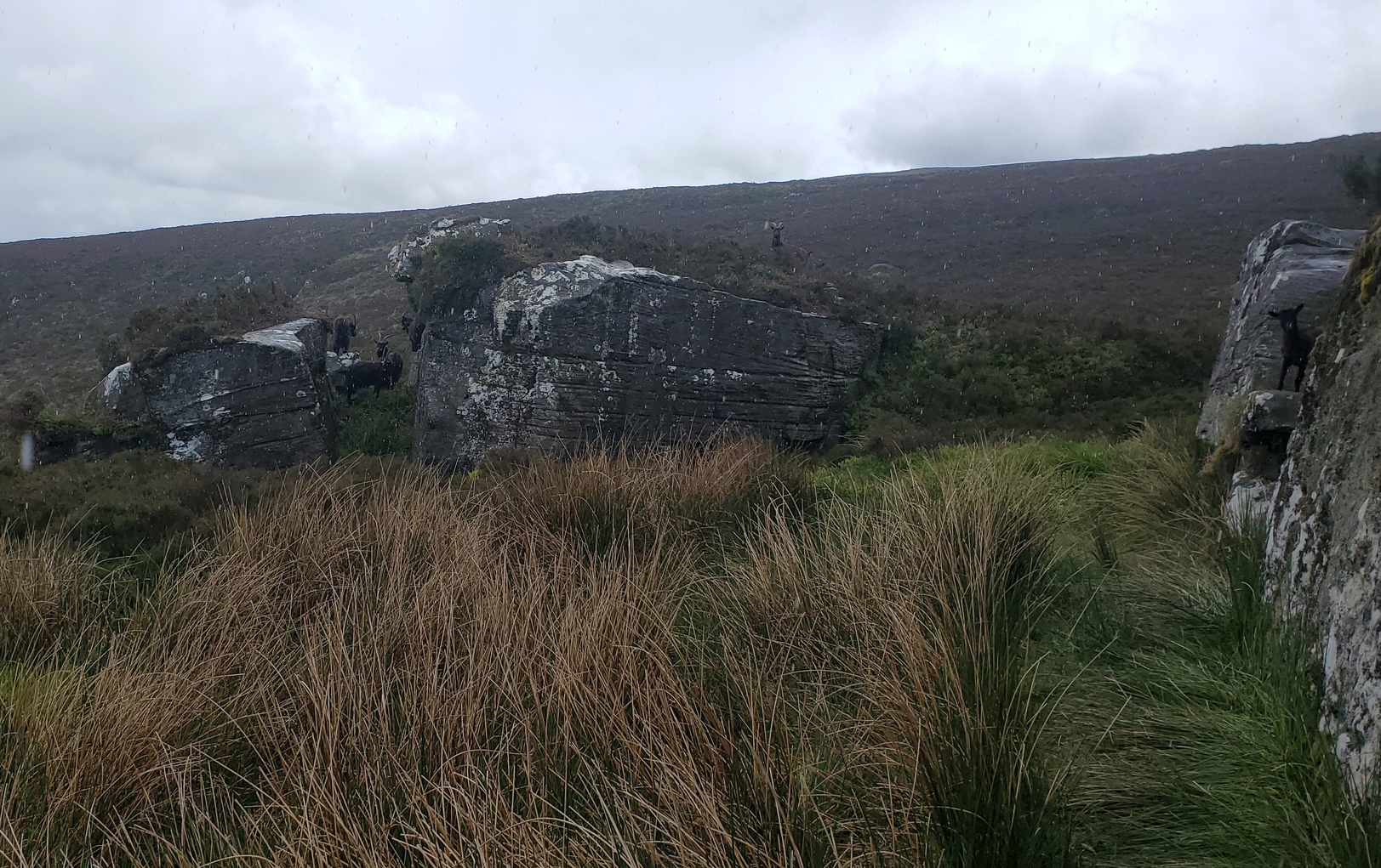 As I stand next to the Kielder Stone in the rain, goats are scattered about the sandstone blocks opposite. A wet area filled with rushes lies between me and then. There are some goats shetlering in a cleft in the blocks, while one with large horns stands on top of the outcrop. On the right of the picture, a younger goat peers out at me from the Kielder Stone itself.