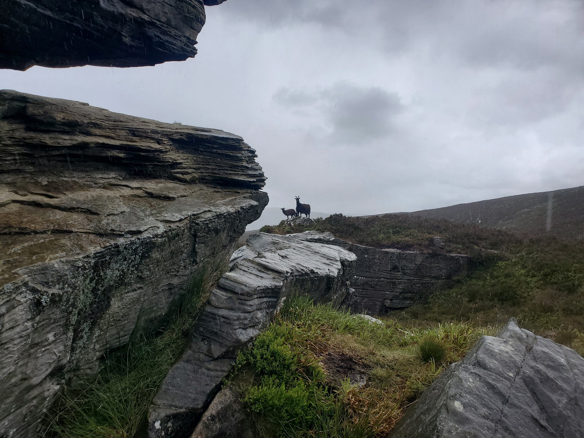 View from next to the Kielder Stone, looking out from this immense sandstone outcrop in the rain. On top of a grassy rock opposite, silhouetted against the grey sky, are two goats looking straight at me.