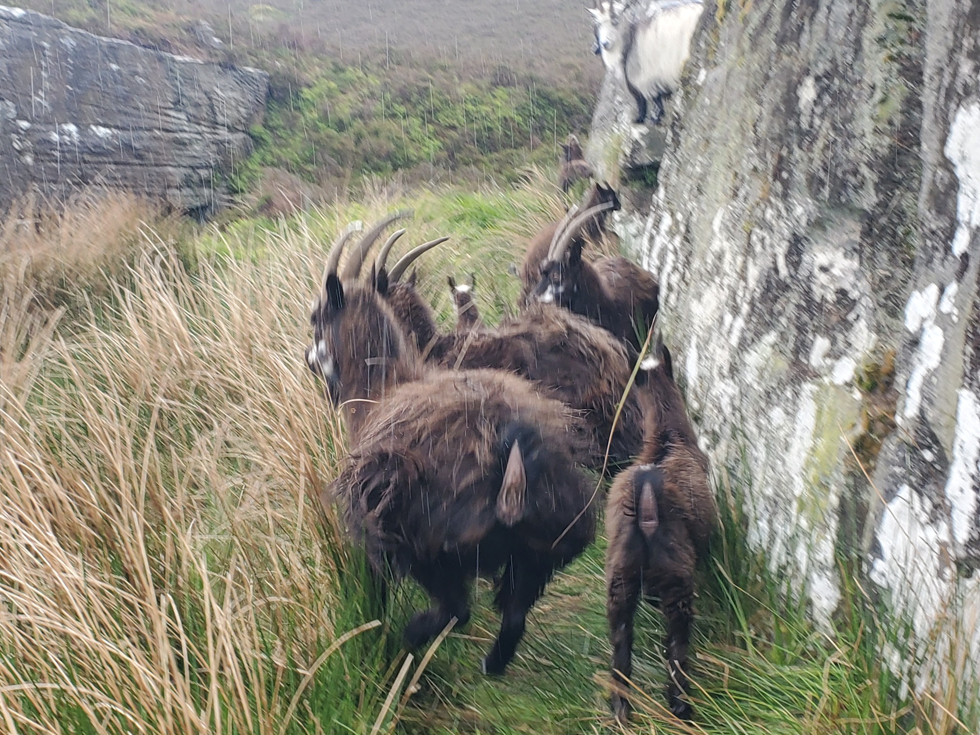 slightly blurred by motion, seven brown shaggy goats, some with long horns, are startled and about to charge away from the camera. As their bums are facing us, their tails are up, it's not very pleasant!.