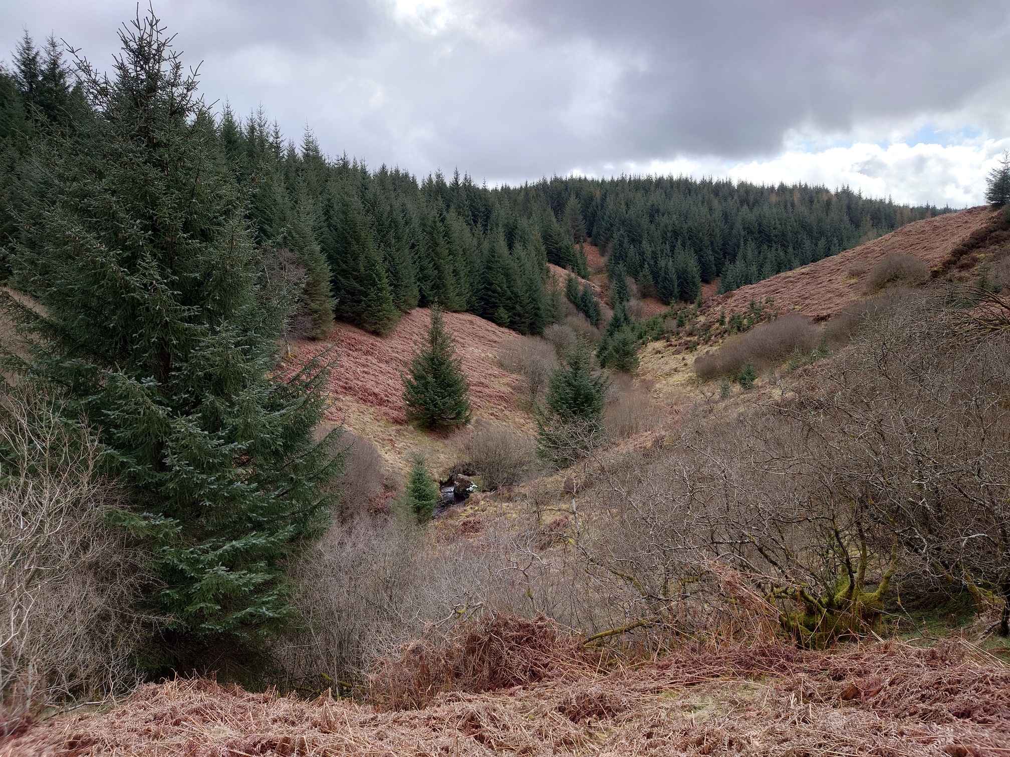 A v-shaped valley with a river just visible at the bottom. The upper reaches of the far bank holds plantation forestry, with some sitka spruces escaped and growing closer to the stream, including one right in front of us. Bare deciduous trees also scattered about. The valley has steep sides and is brown with dead braken.