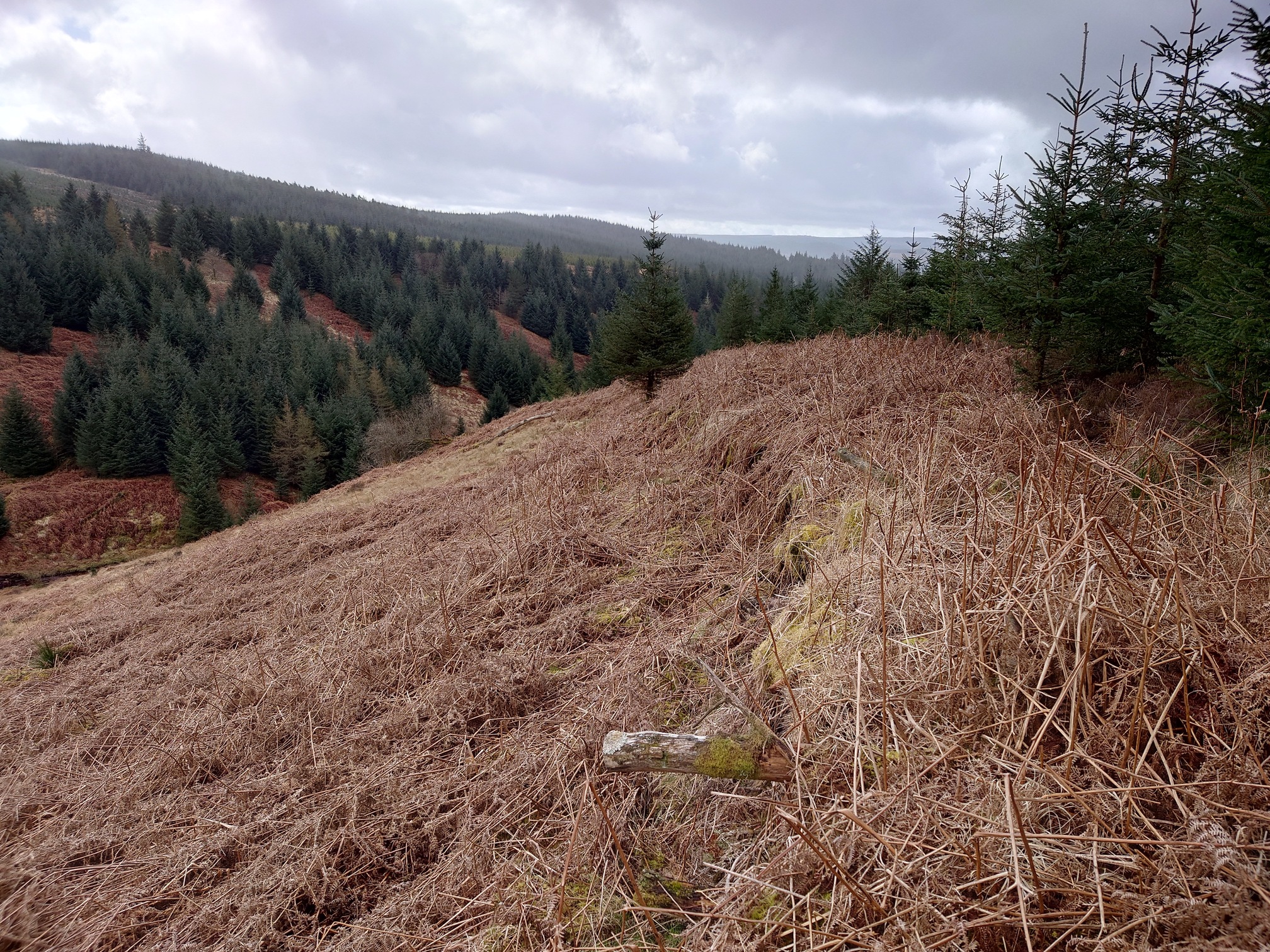 Higher up the slope, in the dead bracken on the edge of the forest, a sort of linear feature can be made out, which is possibly the old trackway. In the distance: more forest