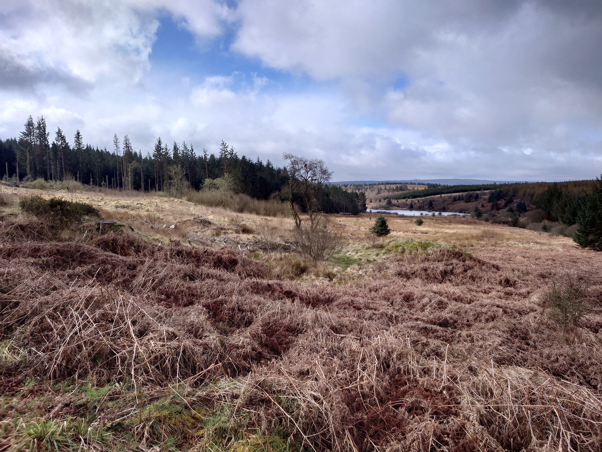 An open area with tall plantation forest on the far left of the image, and a view of Kielder Lake to the right of them. In front of us the ground is brown and yellow with dead bracken an, forest brash, although there is some green grass growing on some lumpy ground. A few trees of various types are dotted about.