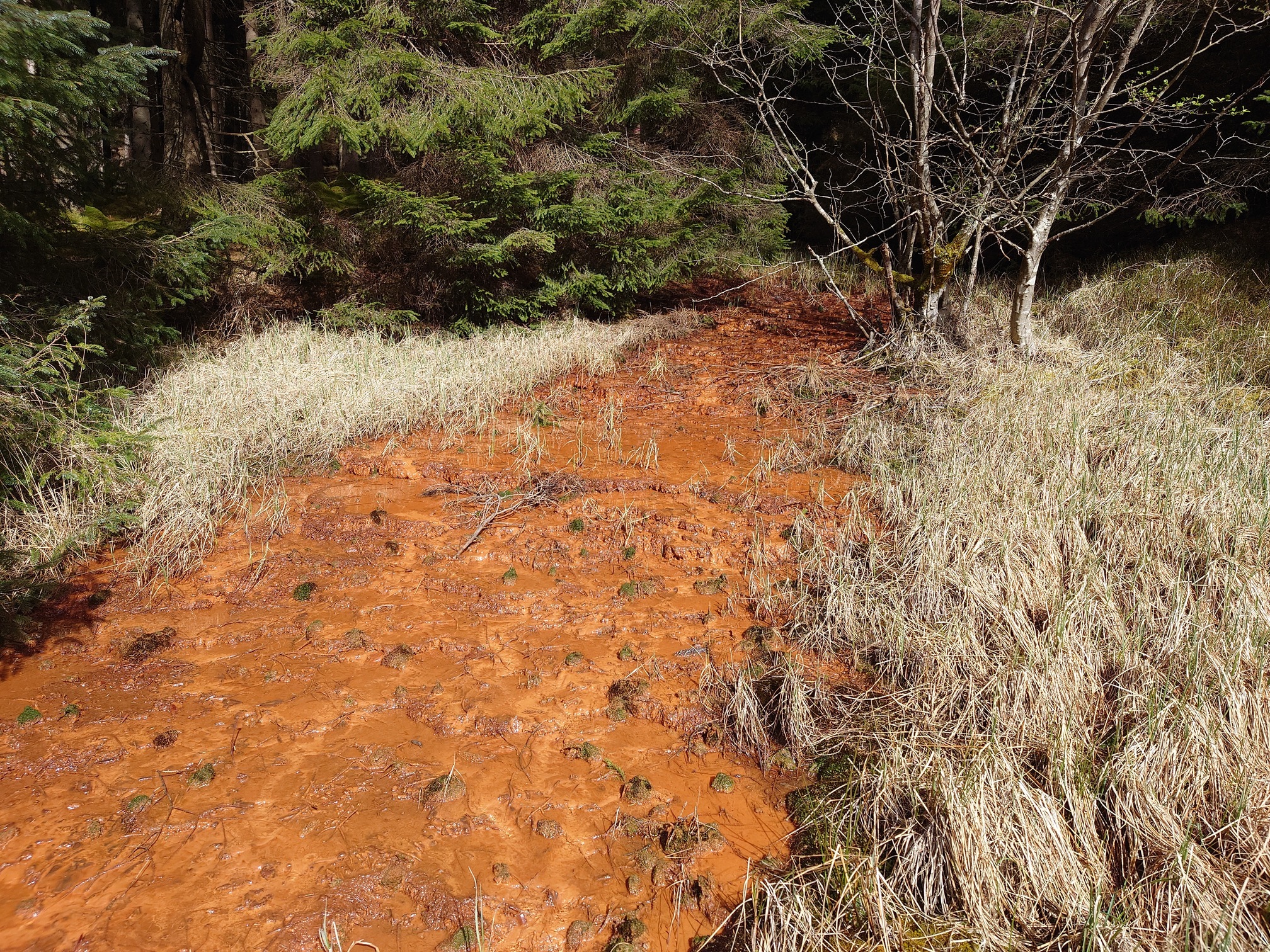 water flows out of the forest and over bright orange mud