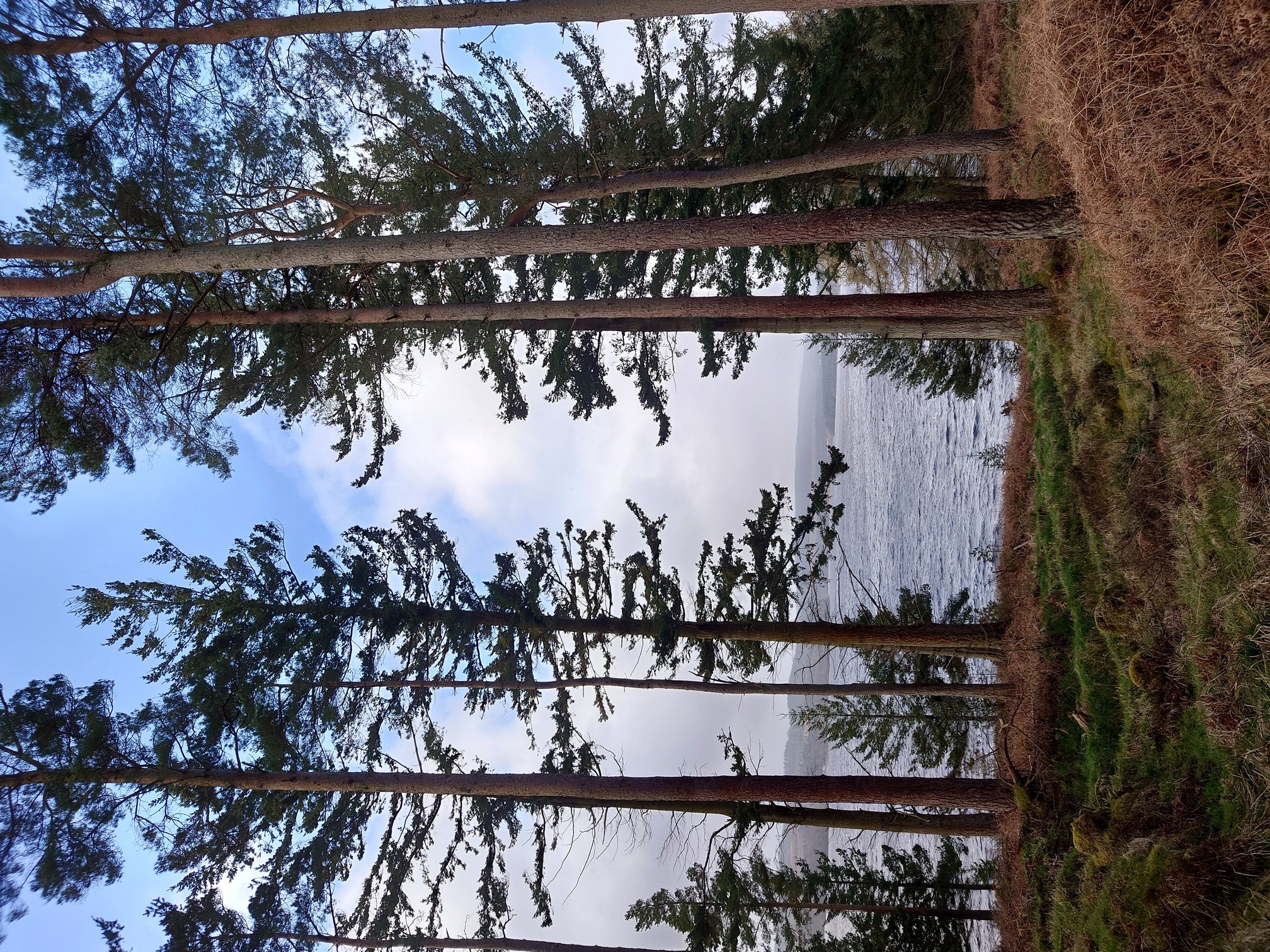 Tall pines frame a view of the lake