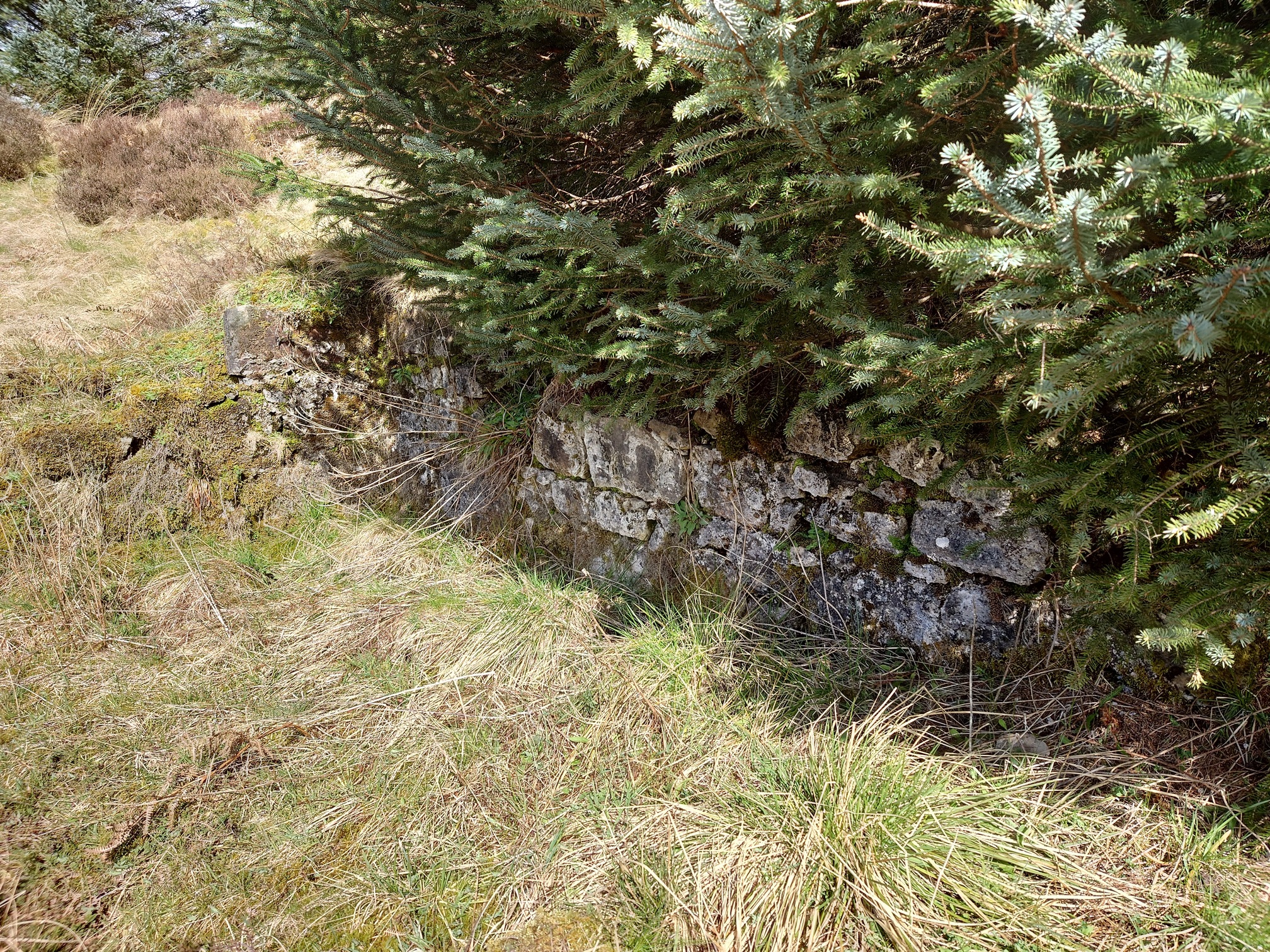 With a Sitka spruce growing over it, three courses of solid stone blocks are all that I could find.