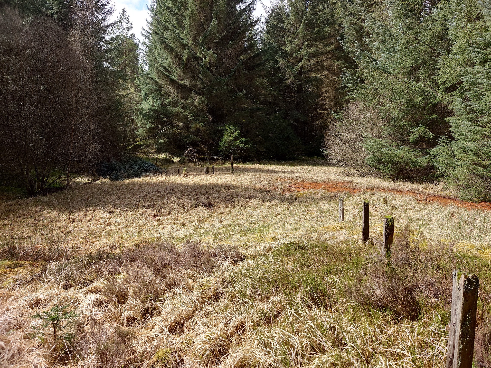 In a clearing surrounded by mature sitka spruce, a line of very old rotten fence posts to the right. Just beyond them, the ground seems a bright orange colour in places.