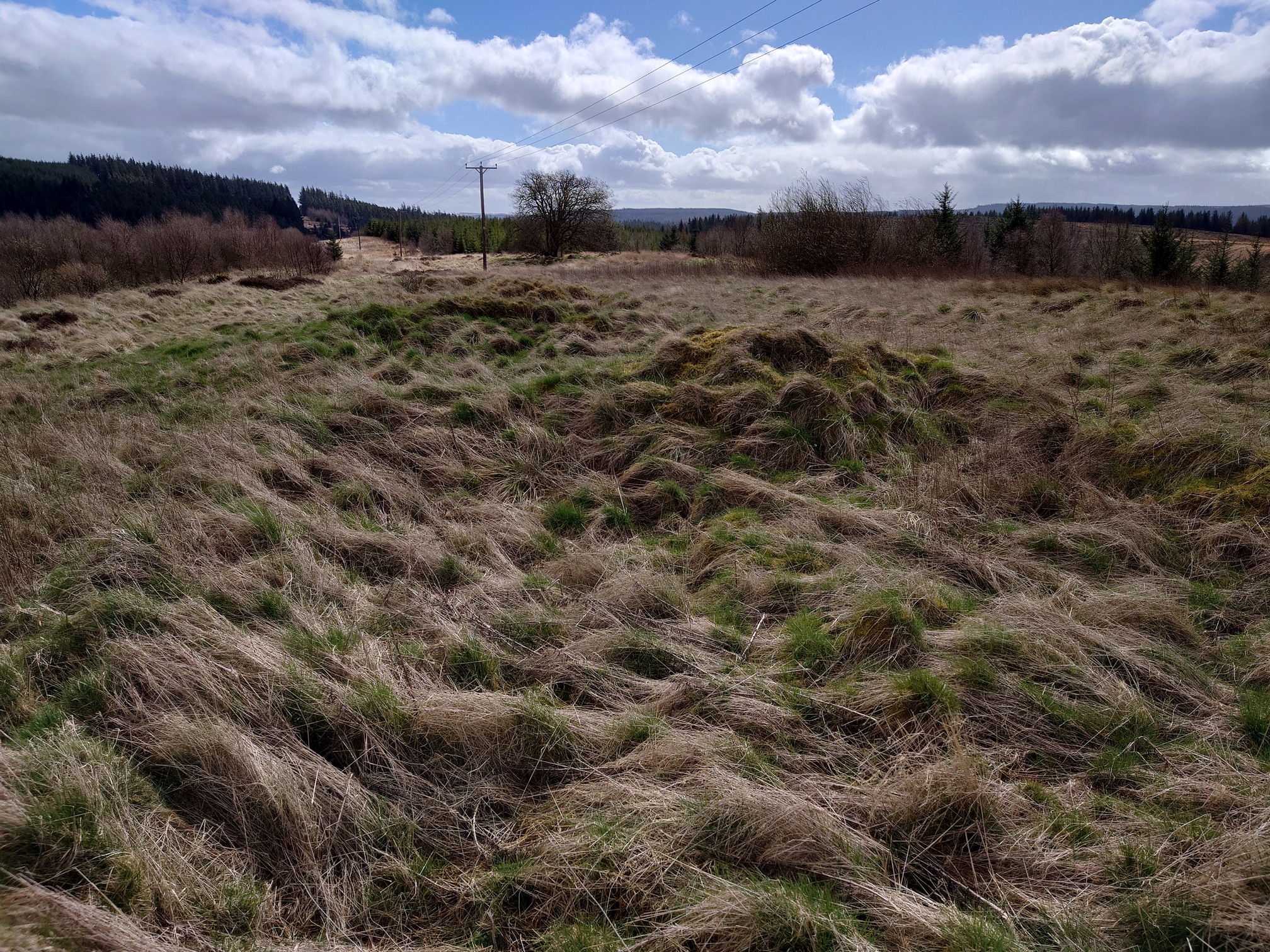 Tussocky brown and green grass, you can sort of make out a depression in the middle. A row of terraced cottages stood here