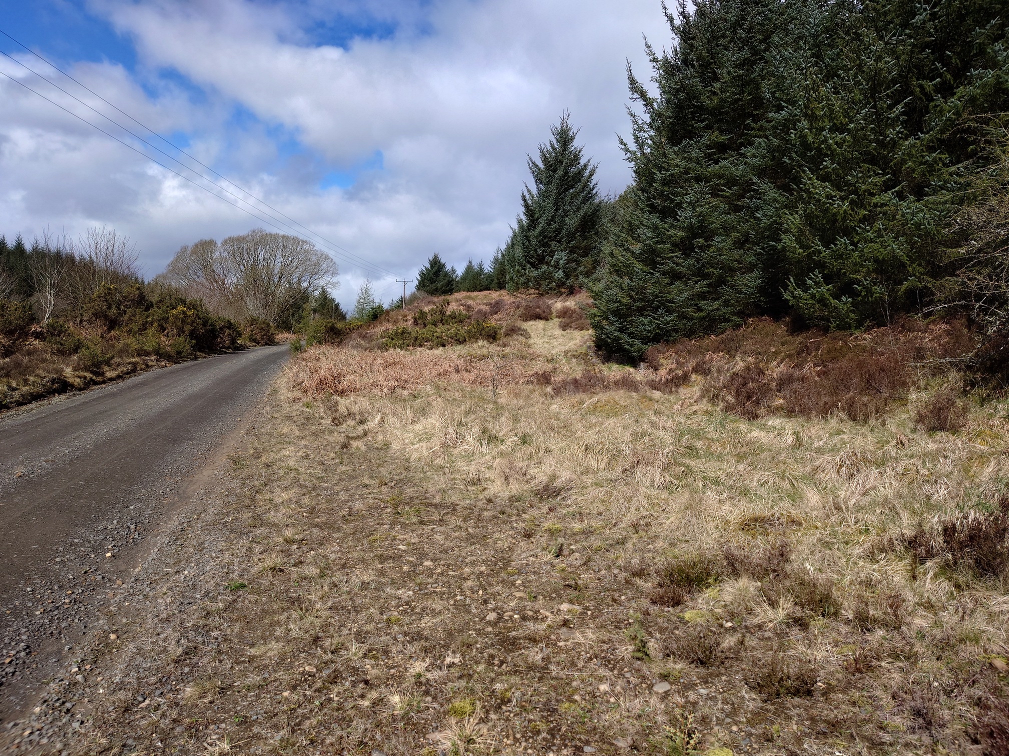 The modern forest road runs straight to the right of the pic, while alongside it an area of flat ground before the plantation rises up.