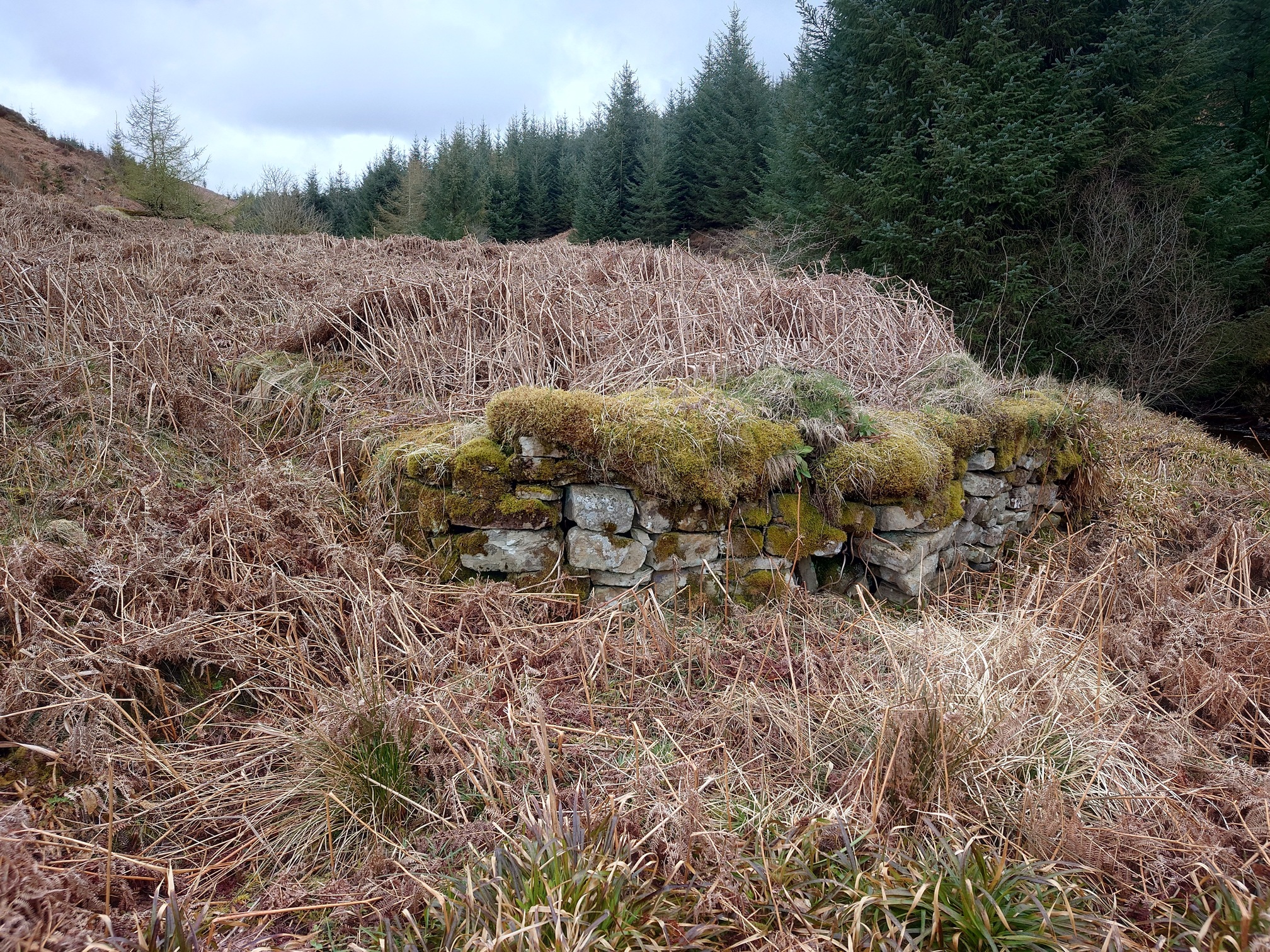 Sticking out of the dead bracken, a low section of moss and grass-heavy stone wall