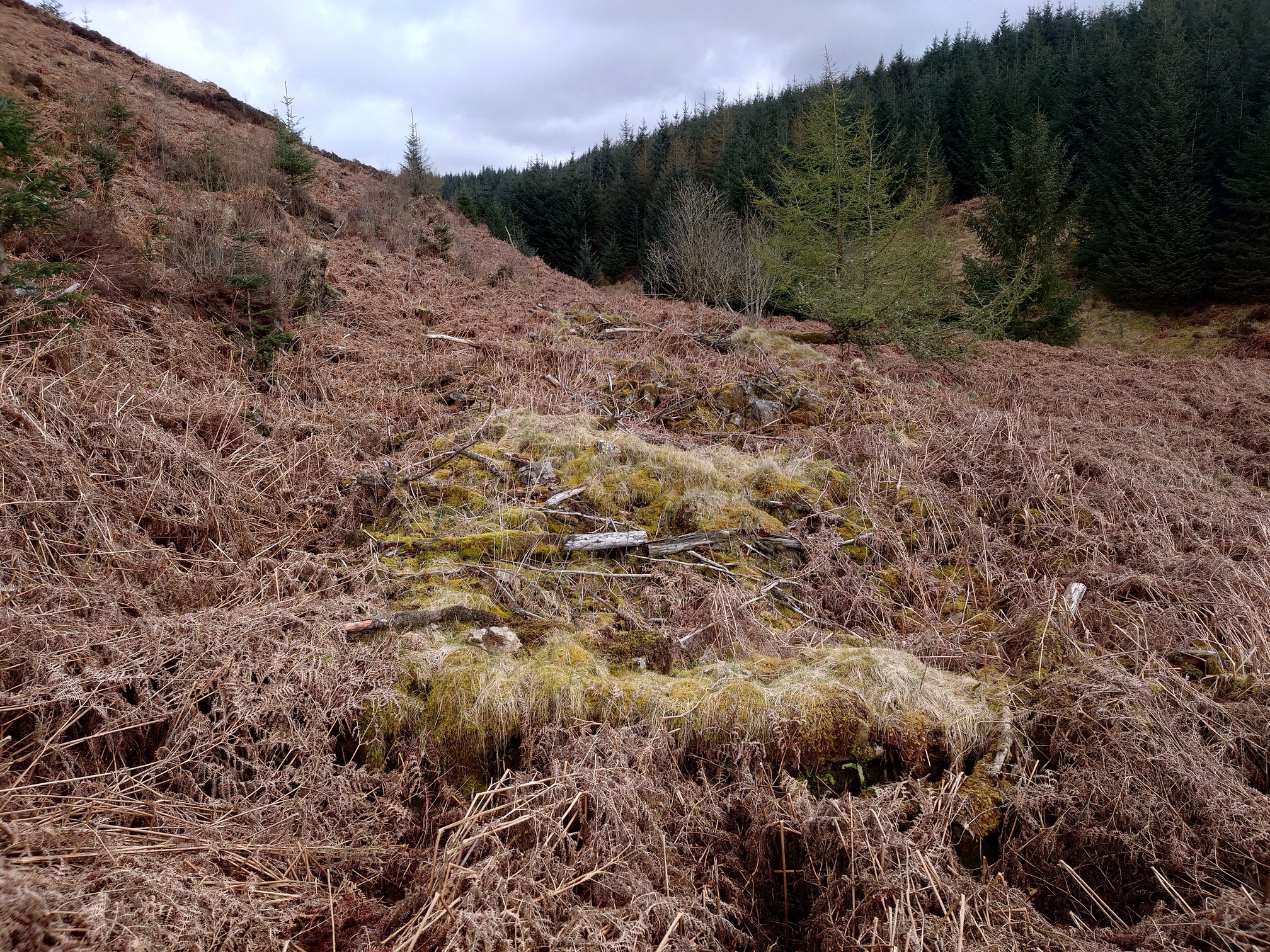 Looking from the side, the grass-covered stone walls stand proud of the dead bracken.