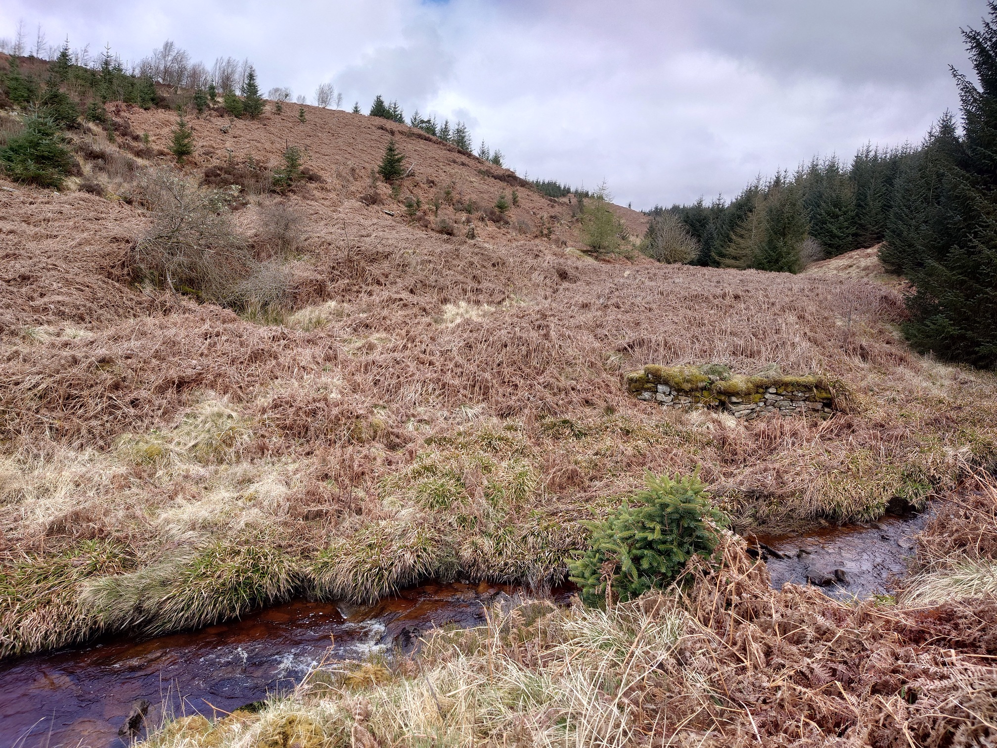 An overview from the far side of the burn, we can see a bank and hillside thick with dead bracken. There's a bare tree in a hollow where the drift entrance is, and to the right near the burn is the low stone wall. The area is surrounded by Plantation forestry.