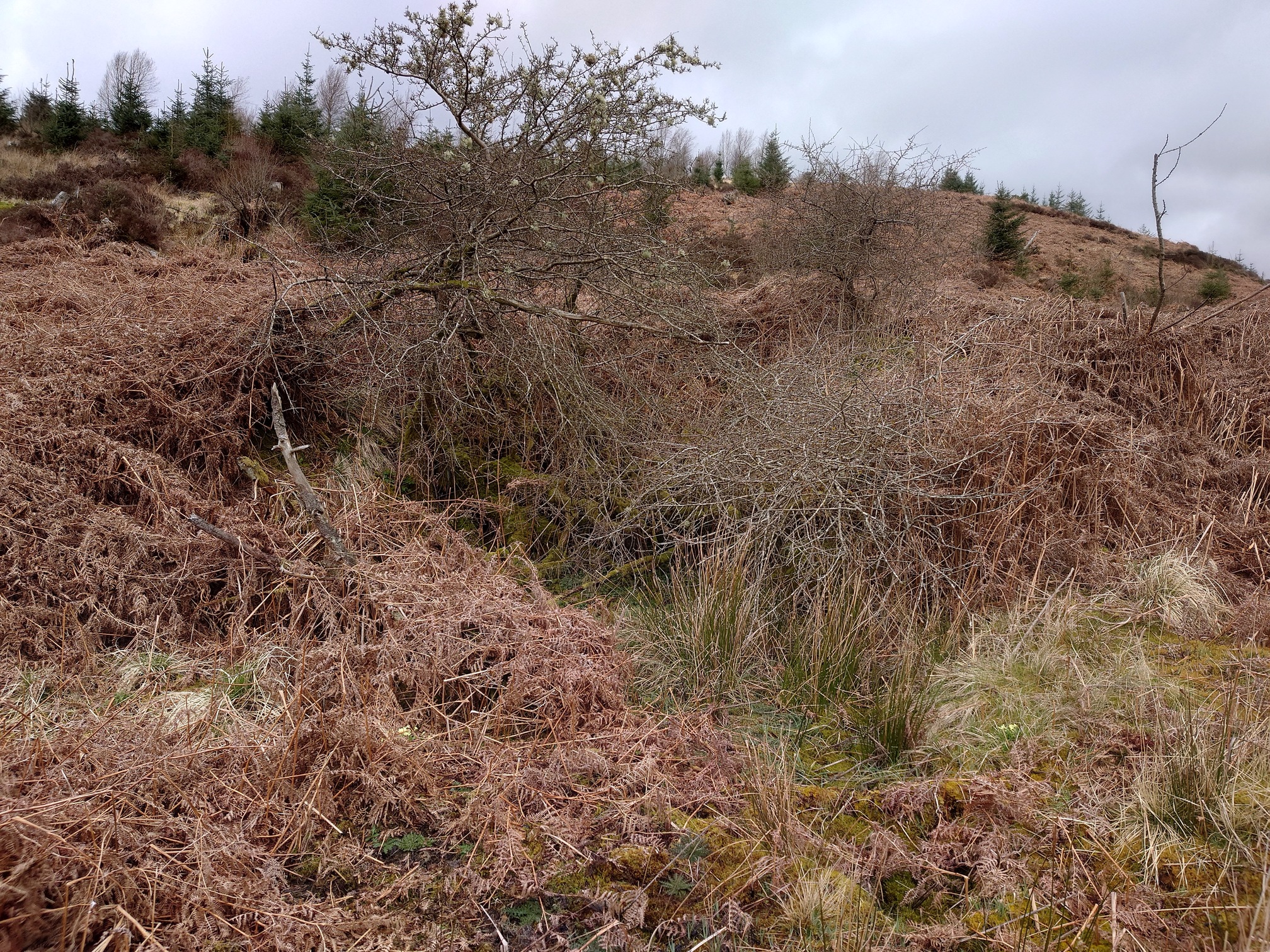 A gnarly old tree grows out of a flat bit at the bottom of a bracken-covered slope