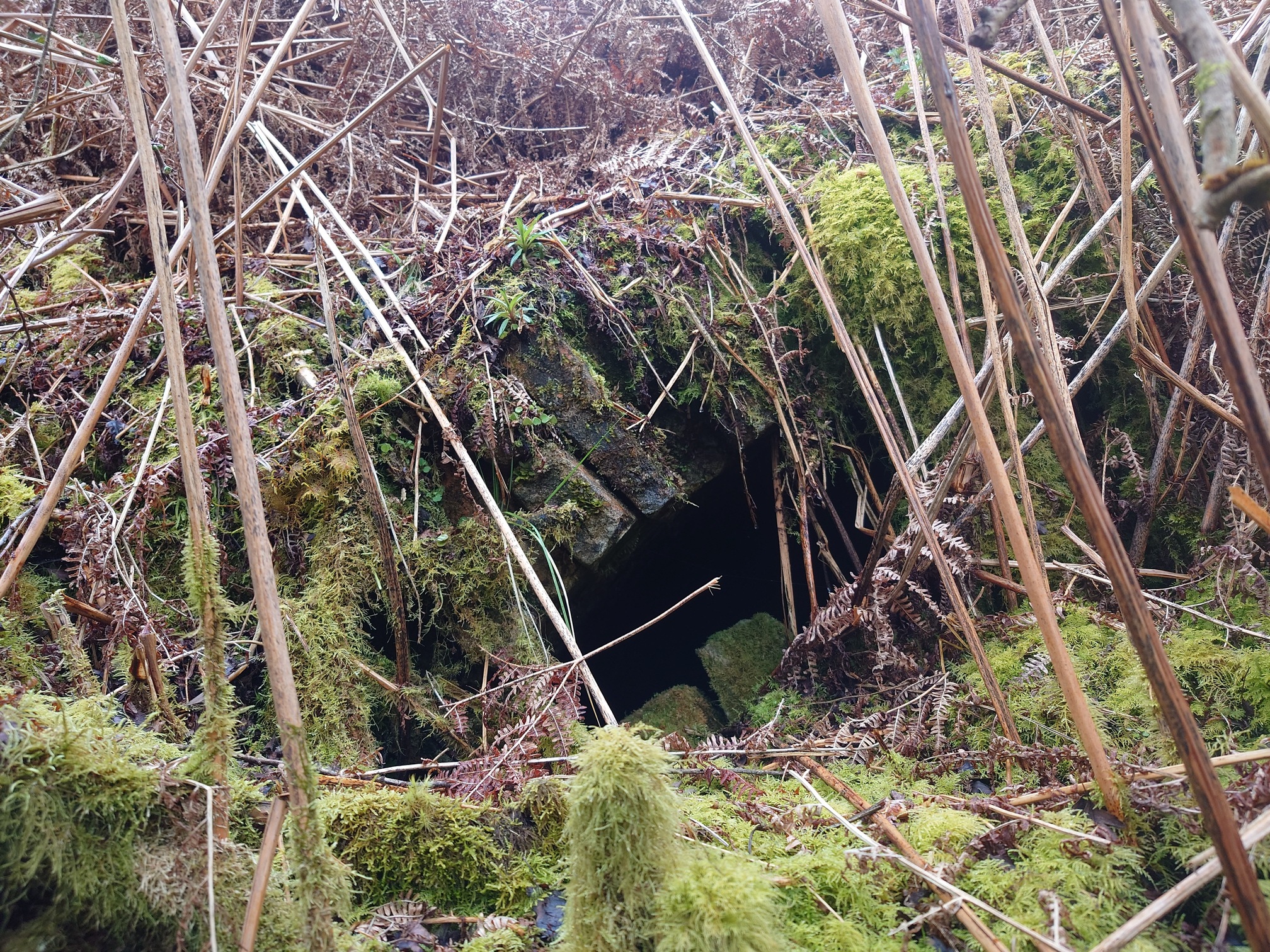 Through the vegetation an archway of bricks can be seen, framing blackness beyond. It's all very moss covered and thick with dead bracken.