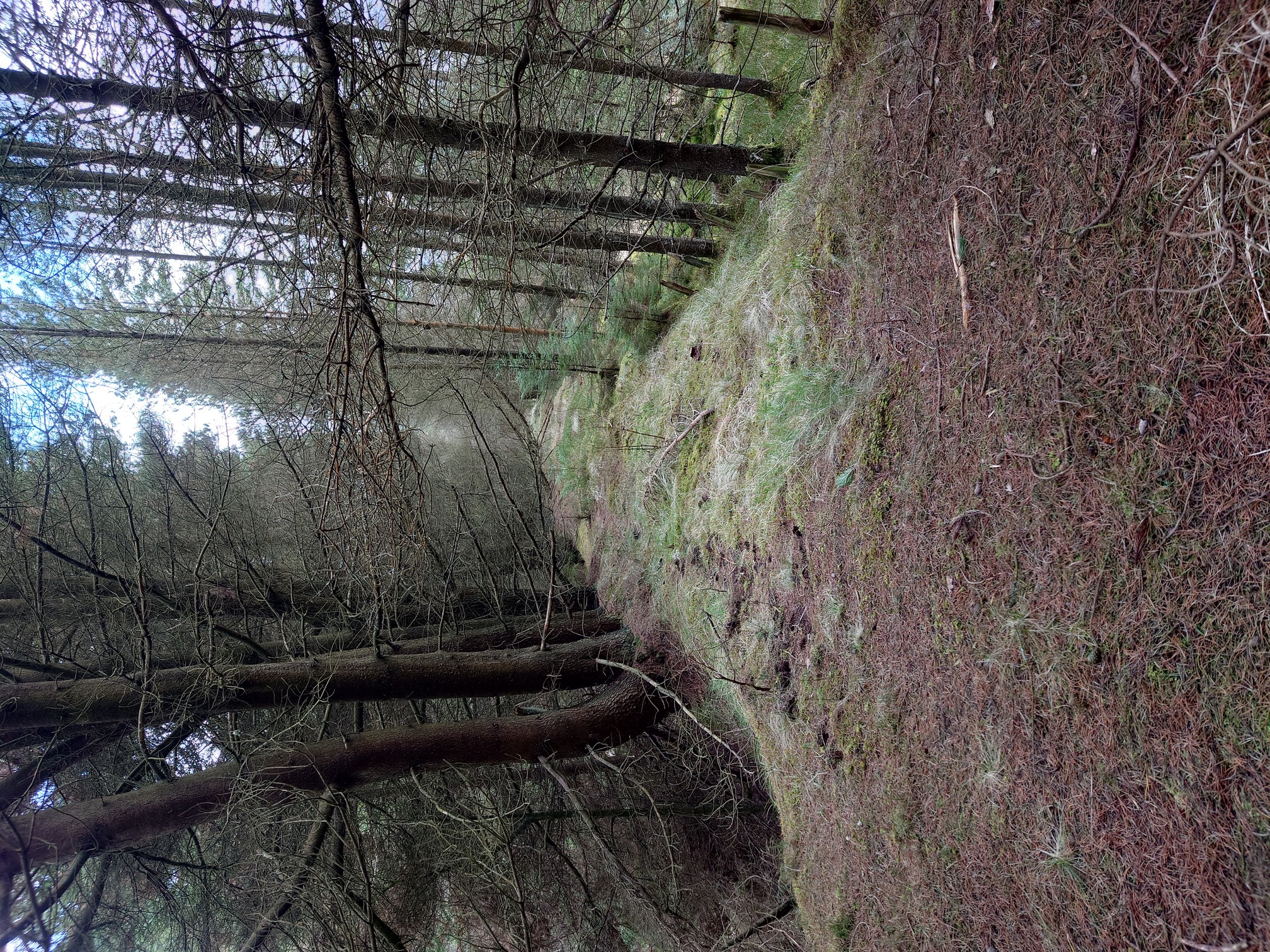 A narrow track slopes down ahead, through tall mature plantation forest.