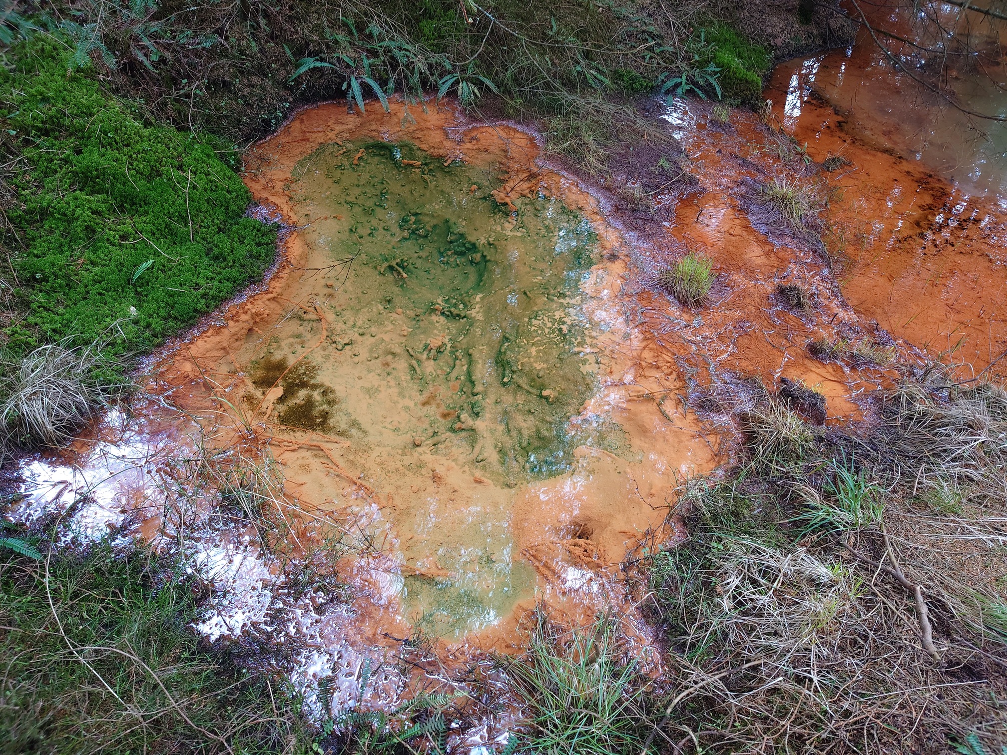 Another pool, but not so circular. The mud is orangey and it flows off to the right of the picutres, while the moss and grass surrounding it is green