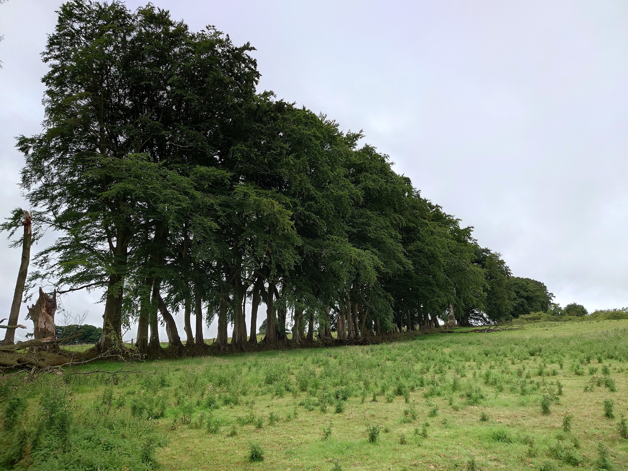 A long line of very tall beech(?) trees stretches along the field edge into the distance