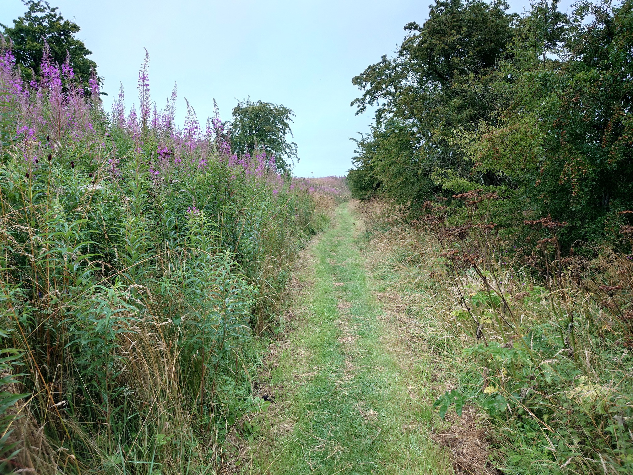 A green grass path has been cut through the vegetation, Rosebay Willowherb and other green lush plants grow on the railway embankments to the left, while on the right bushes and trees