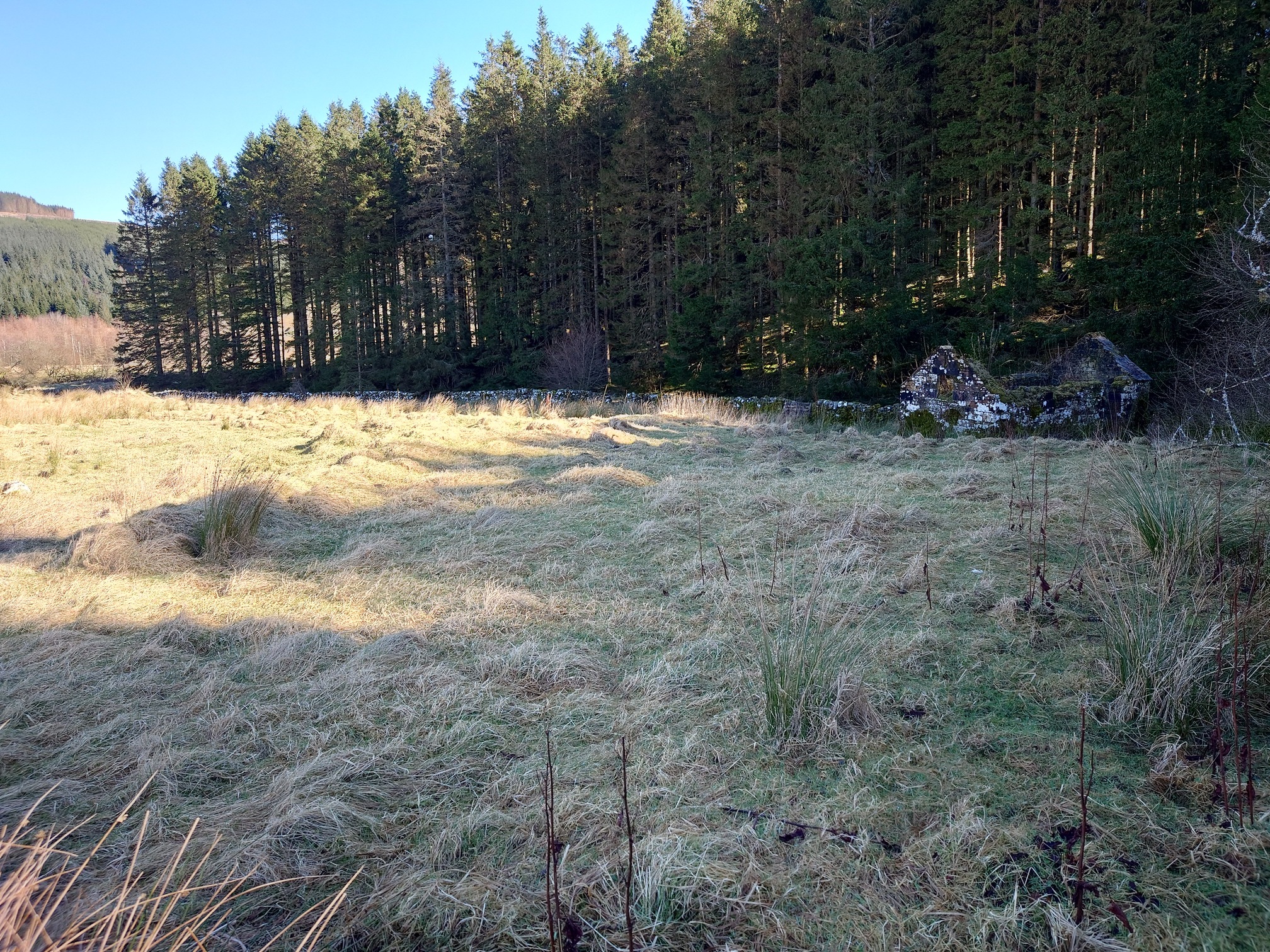 A field of rough grazing with patches of rush. On the far side a low, moss covered wall and a roofless, old, stone building, and beyond that, tall plantation forest. Earthworks, linear humps, can just out be made out in the field.